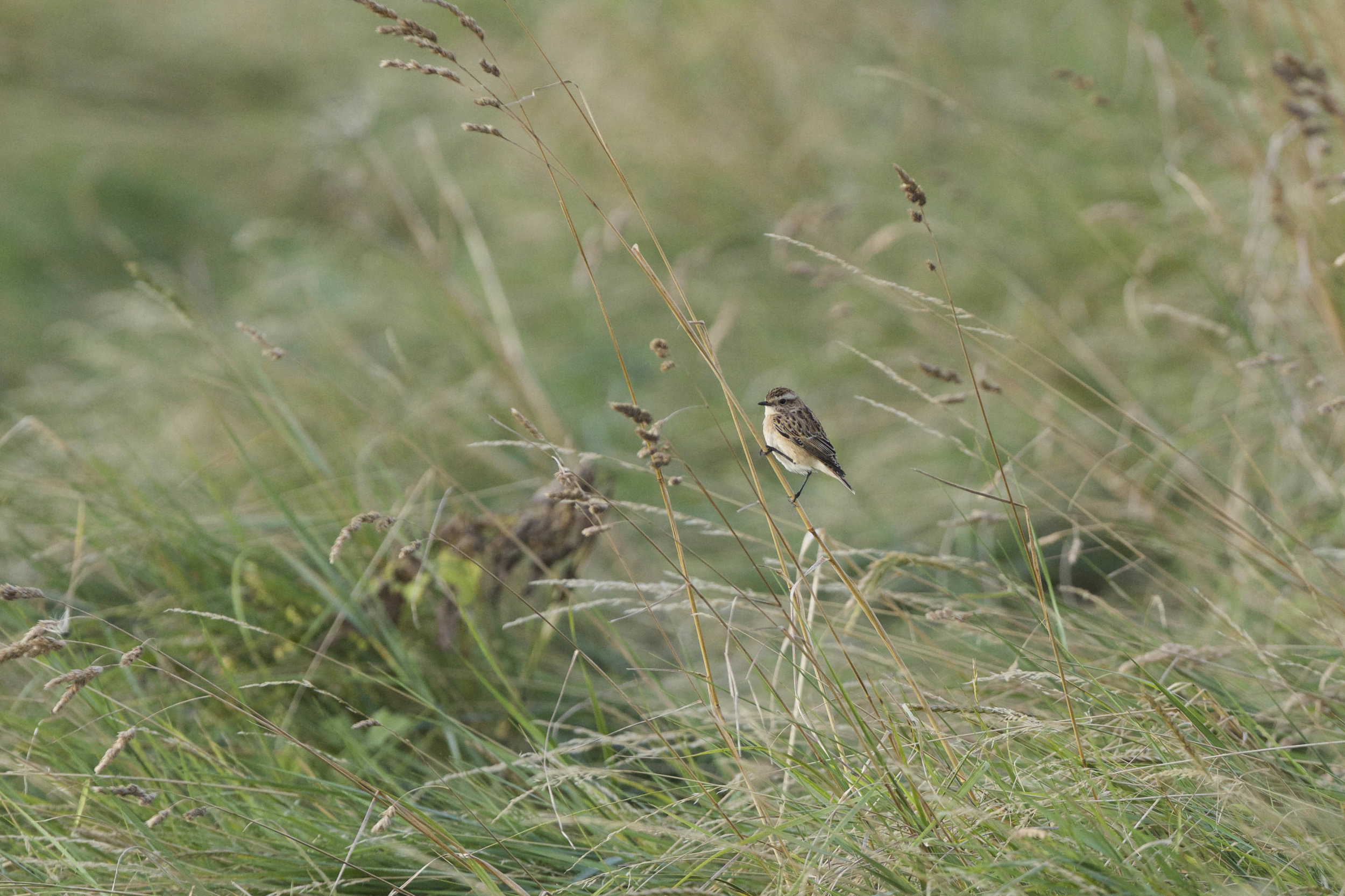 Whinchat-Canal Banking