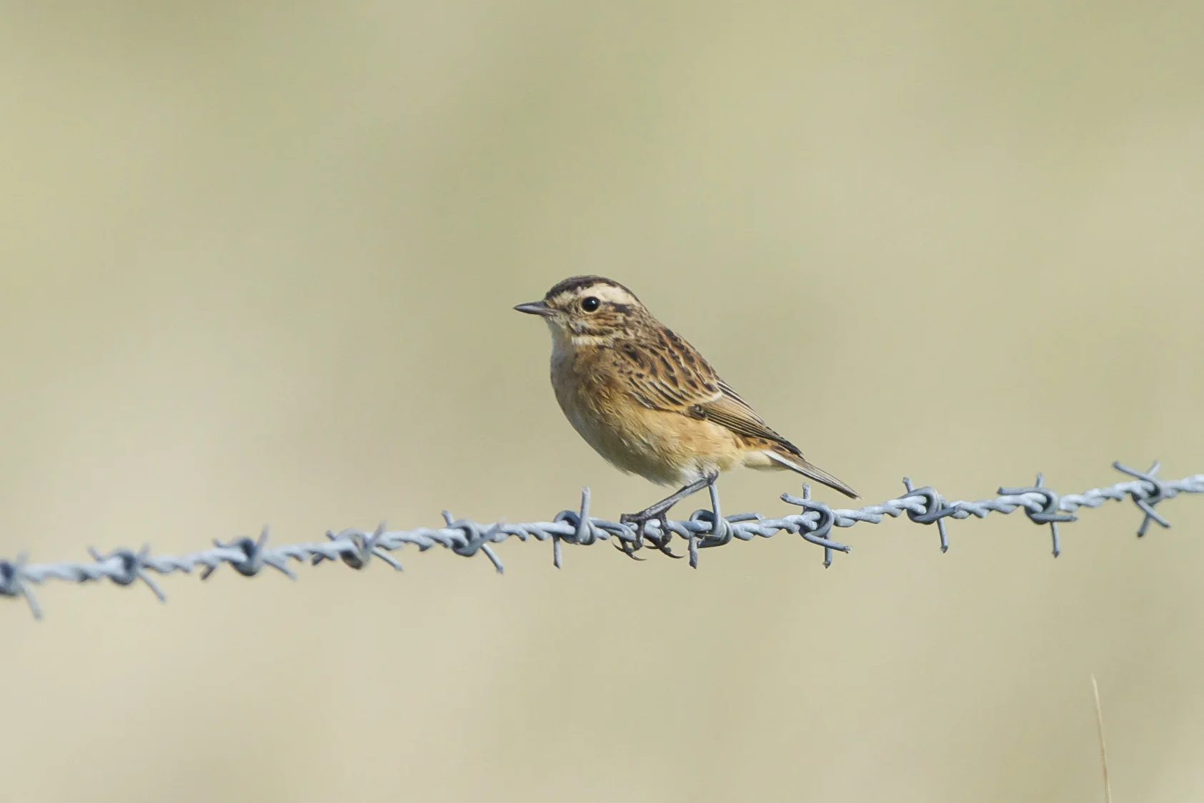 Whinchat-Triangle