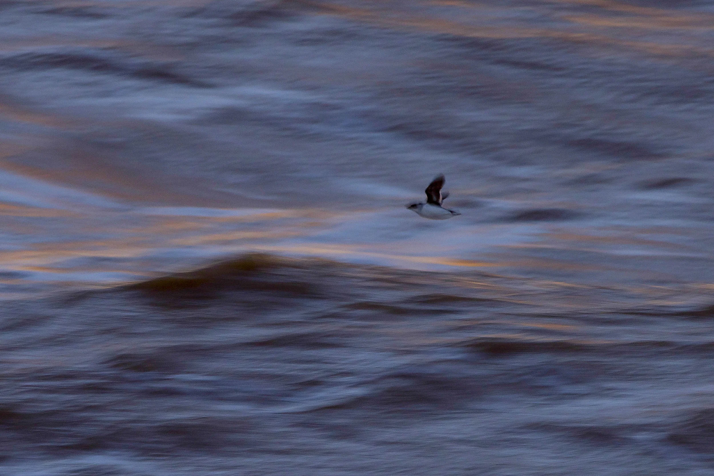 little auk