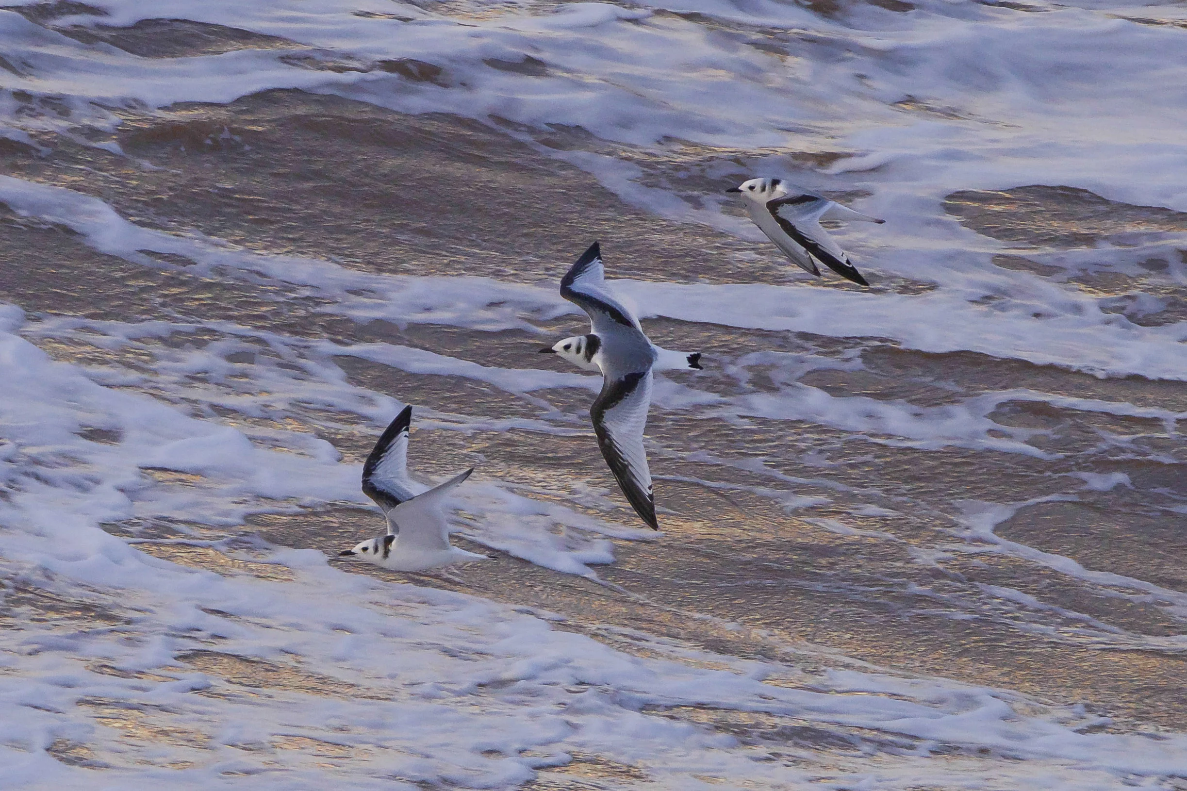 kittiwakes