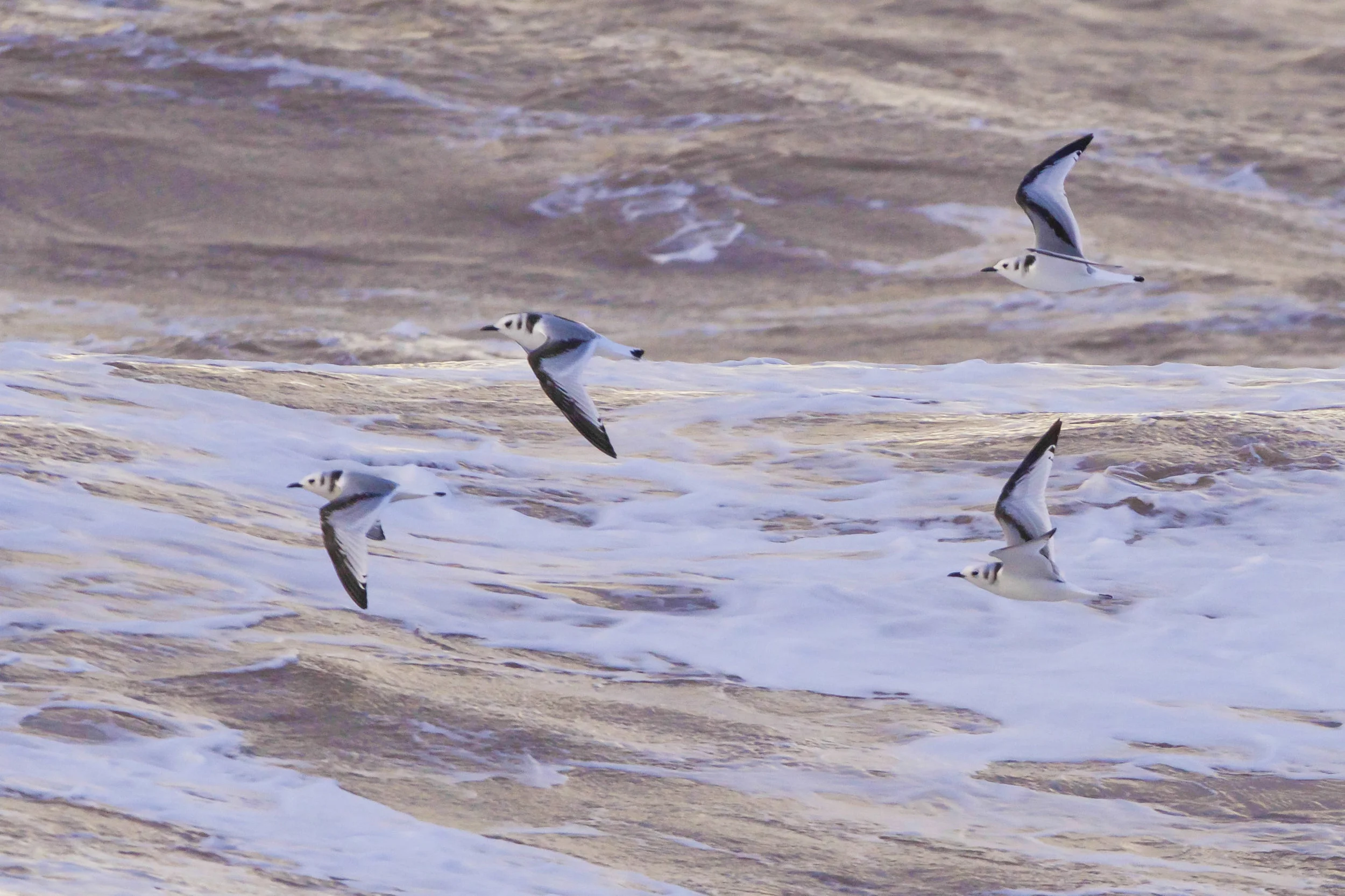 kittiwakes