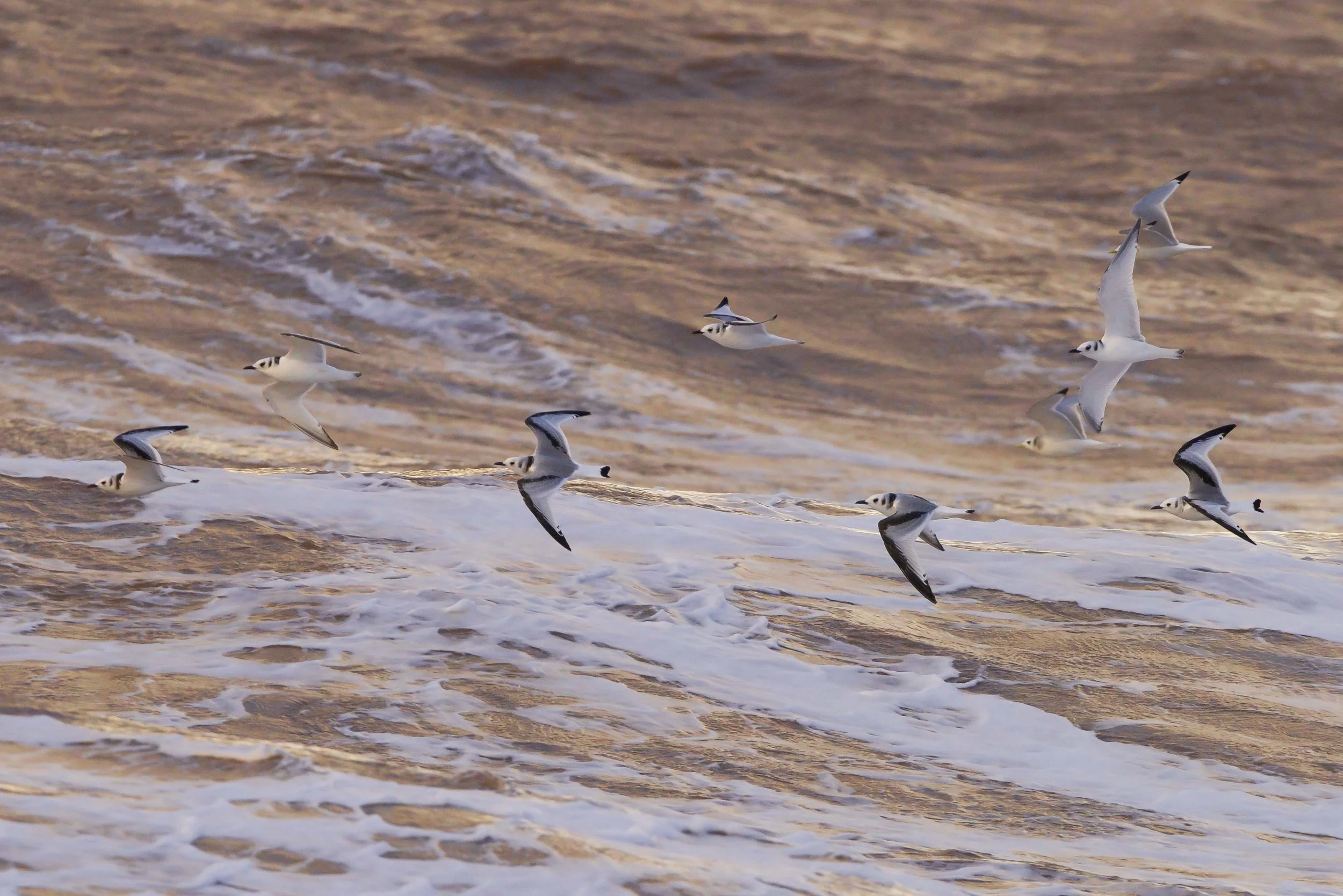 kittiwakes