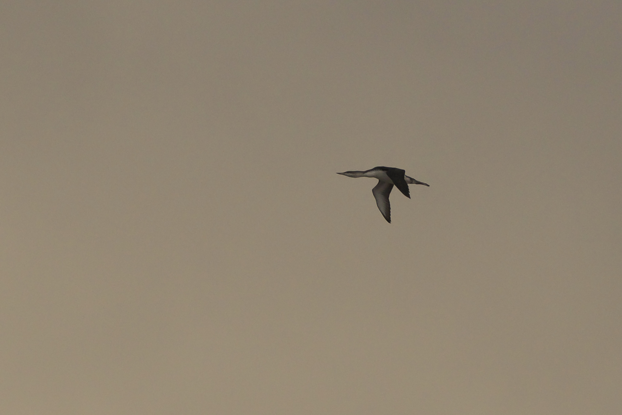 red-throated diver