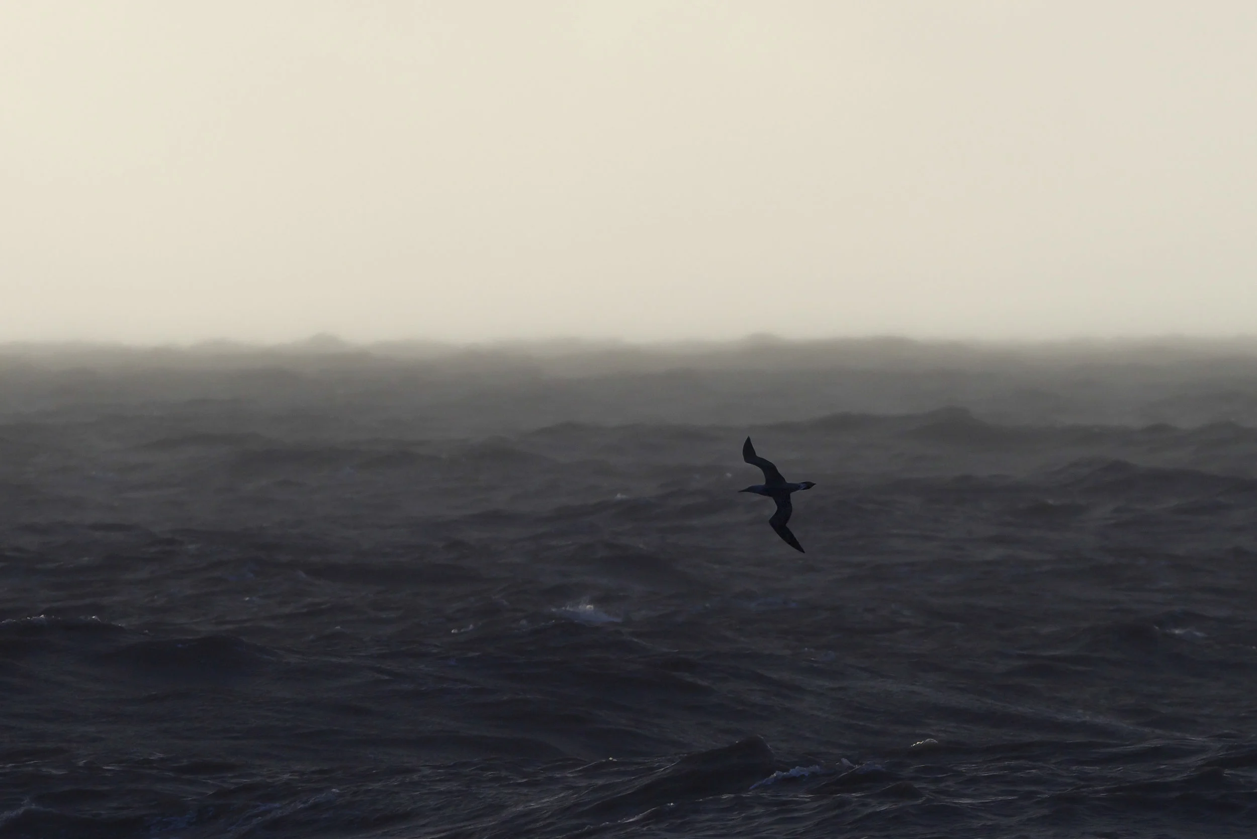 gannet