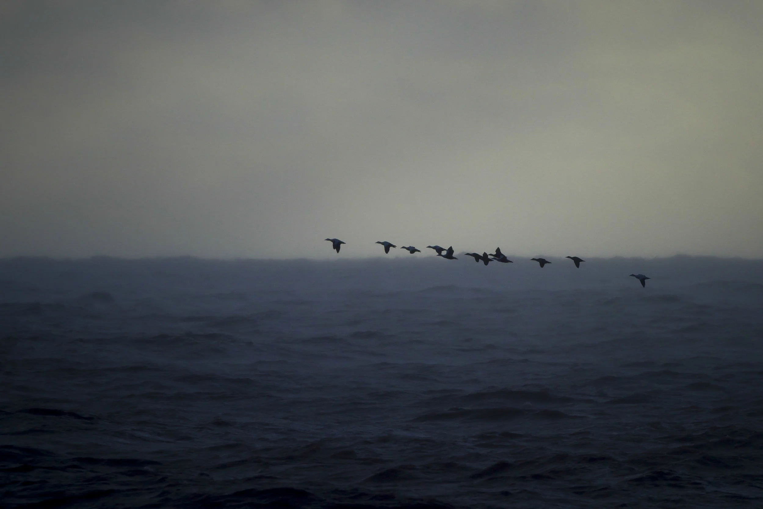 eiders