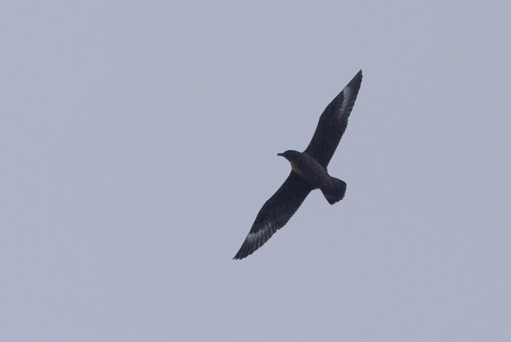 great skua