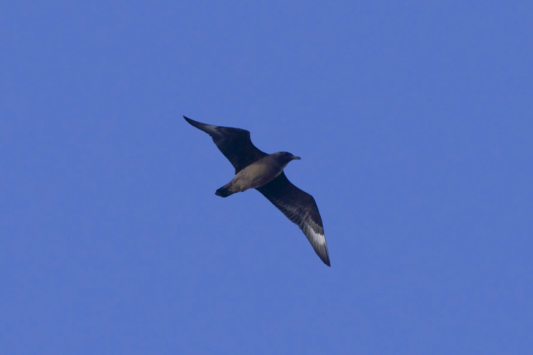 great skua