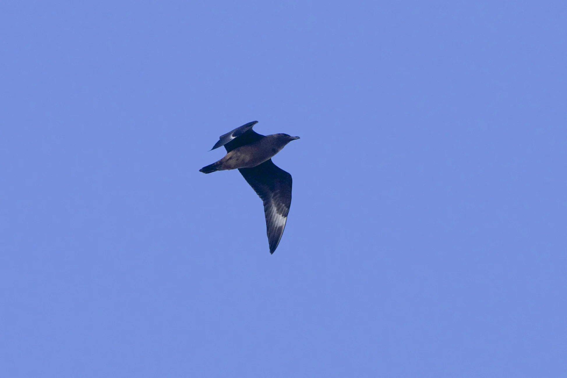 great skua