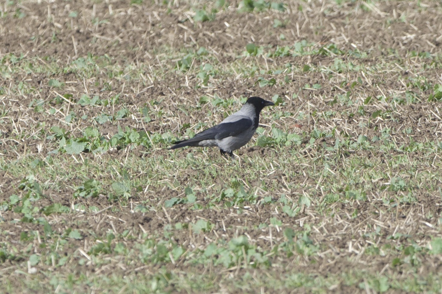 hooded crow
