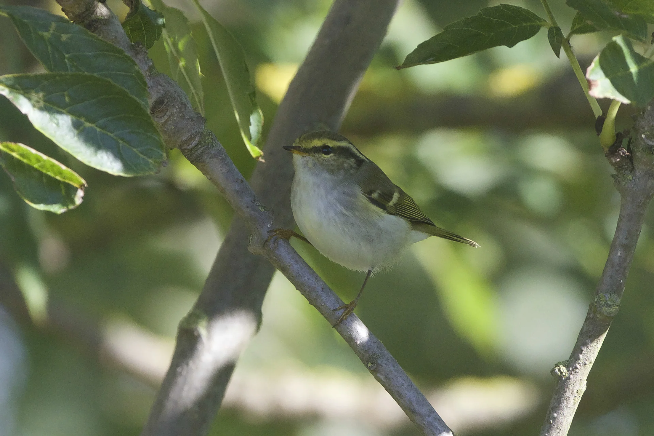 pallas’s warbler