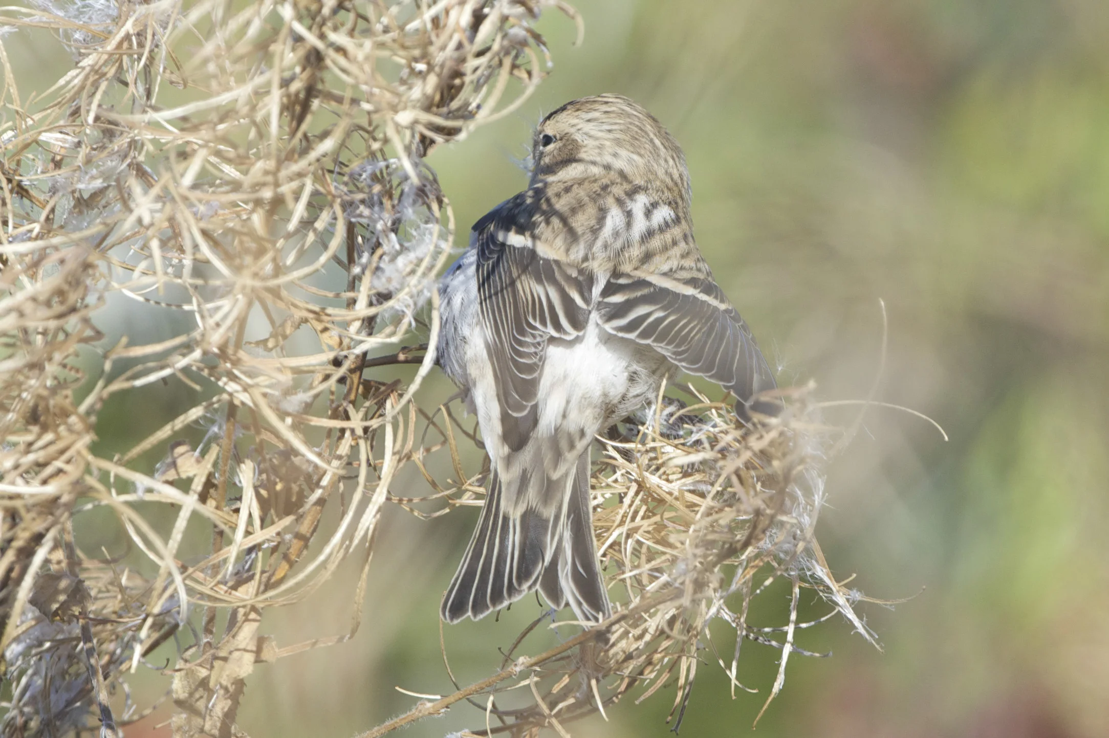 possible arctic redpoll