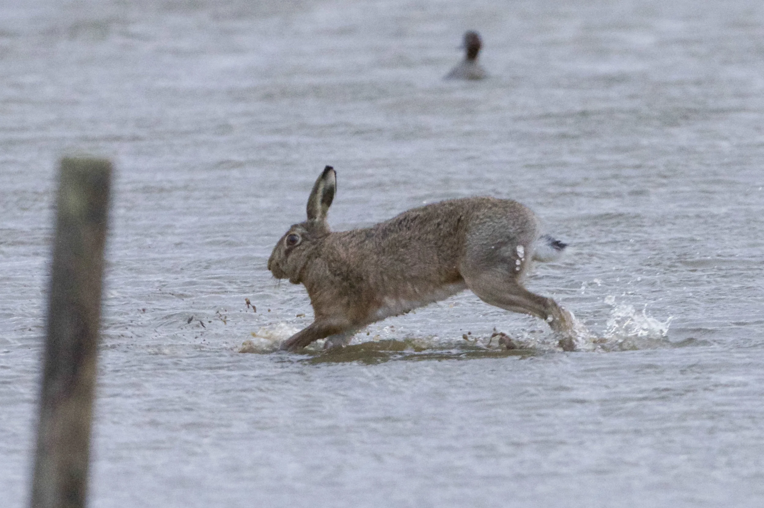 Hare at Kilnsea Wetlands