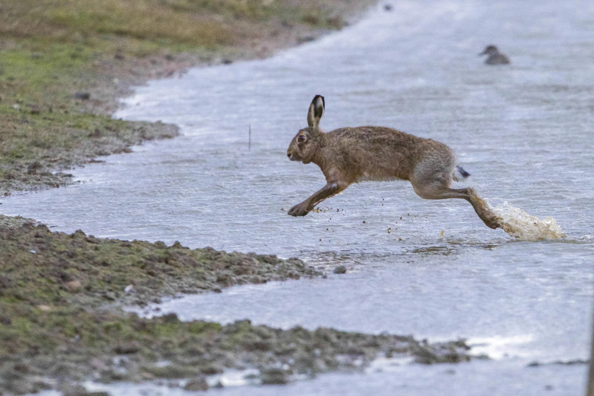 Hare at Kilnsea Wetlands