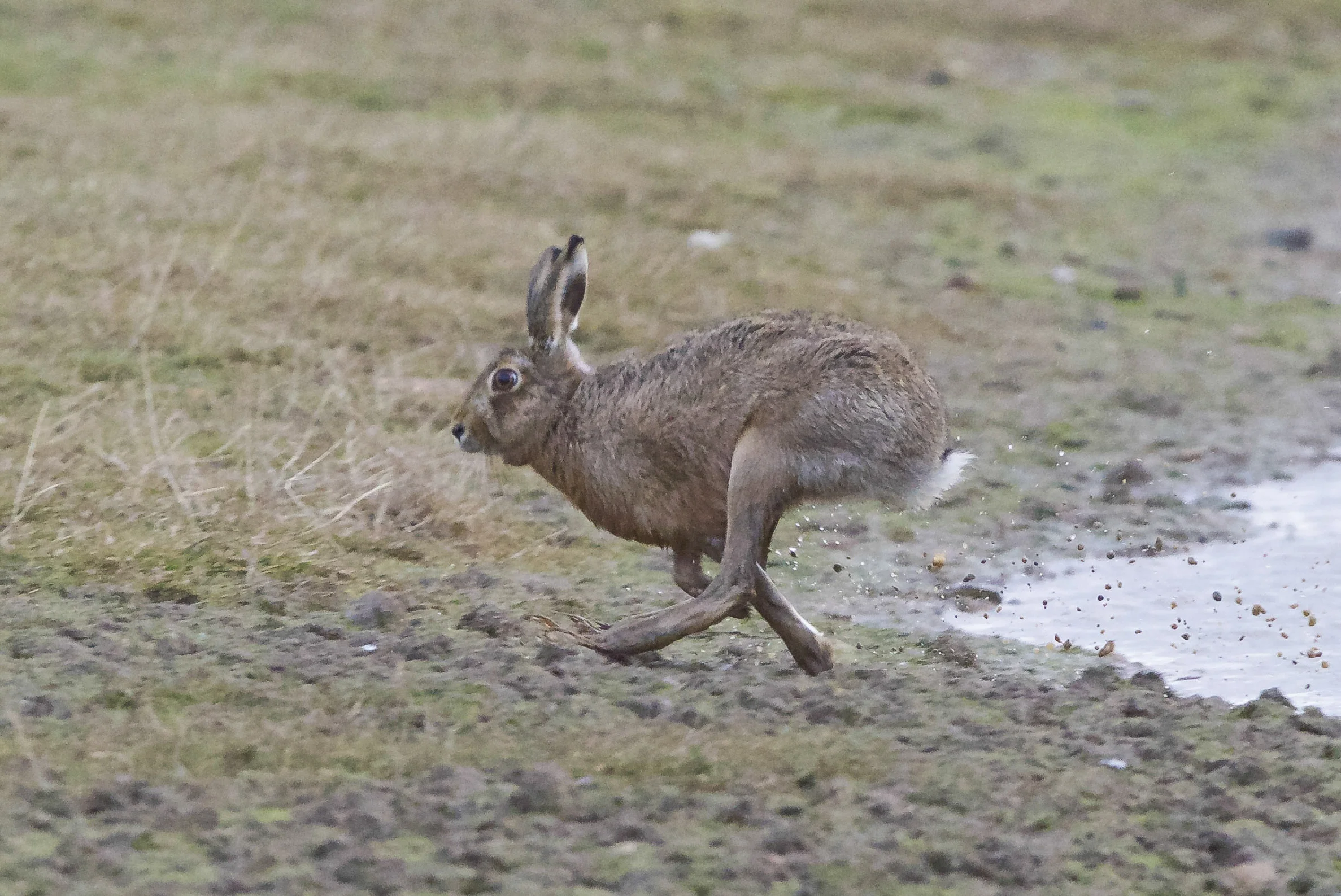 Hare at Kilnsea Wetlands