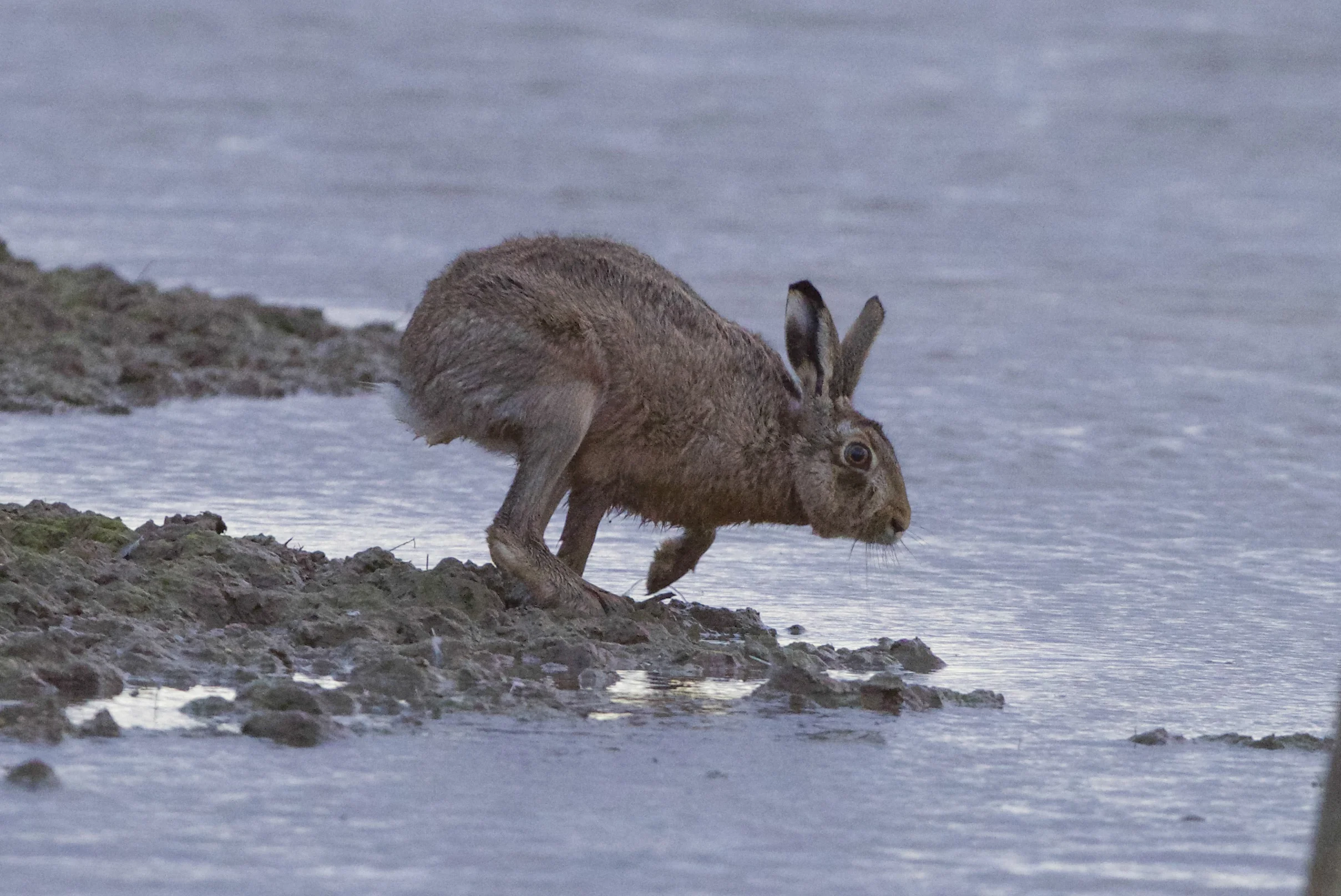 Hare at Kilnsea Wetlands
