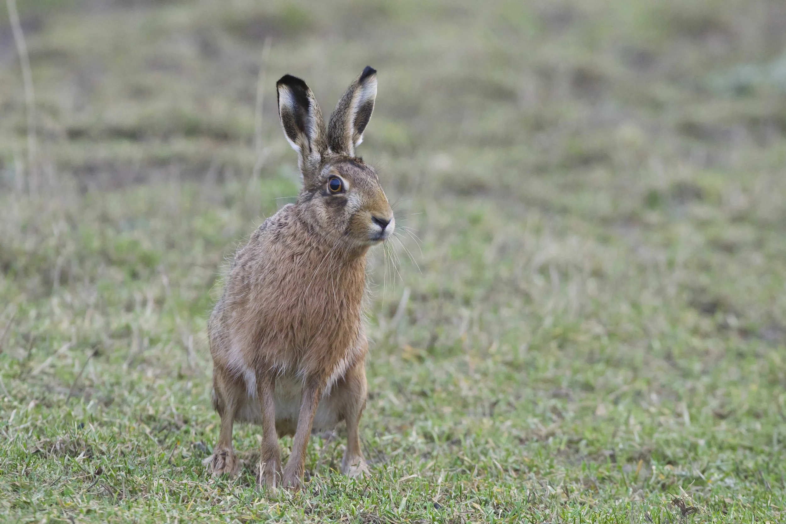 Hare at Kilnsea Wetlands