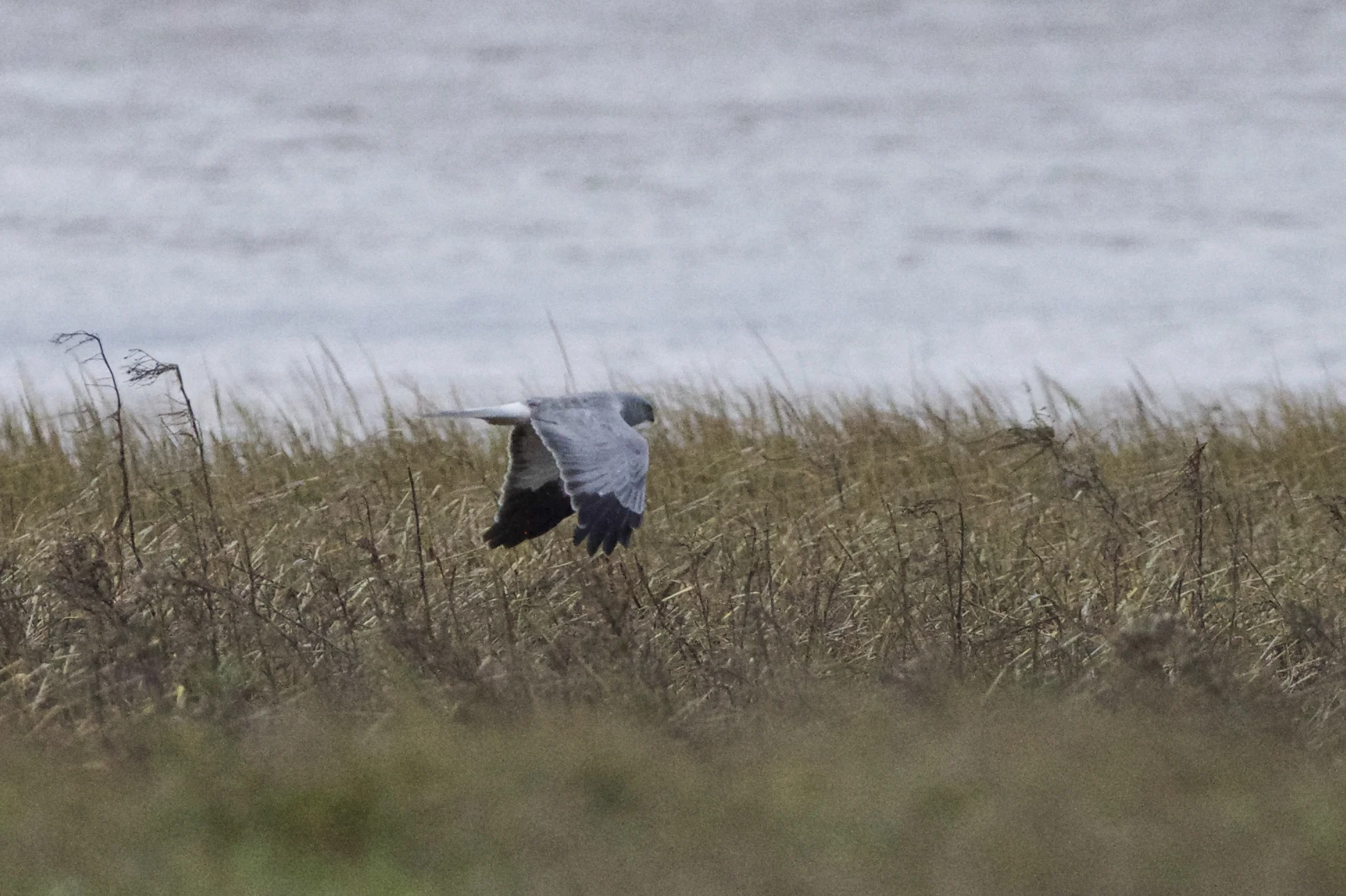 Hen Harrier at Stoney Creek