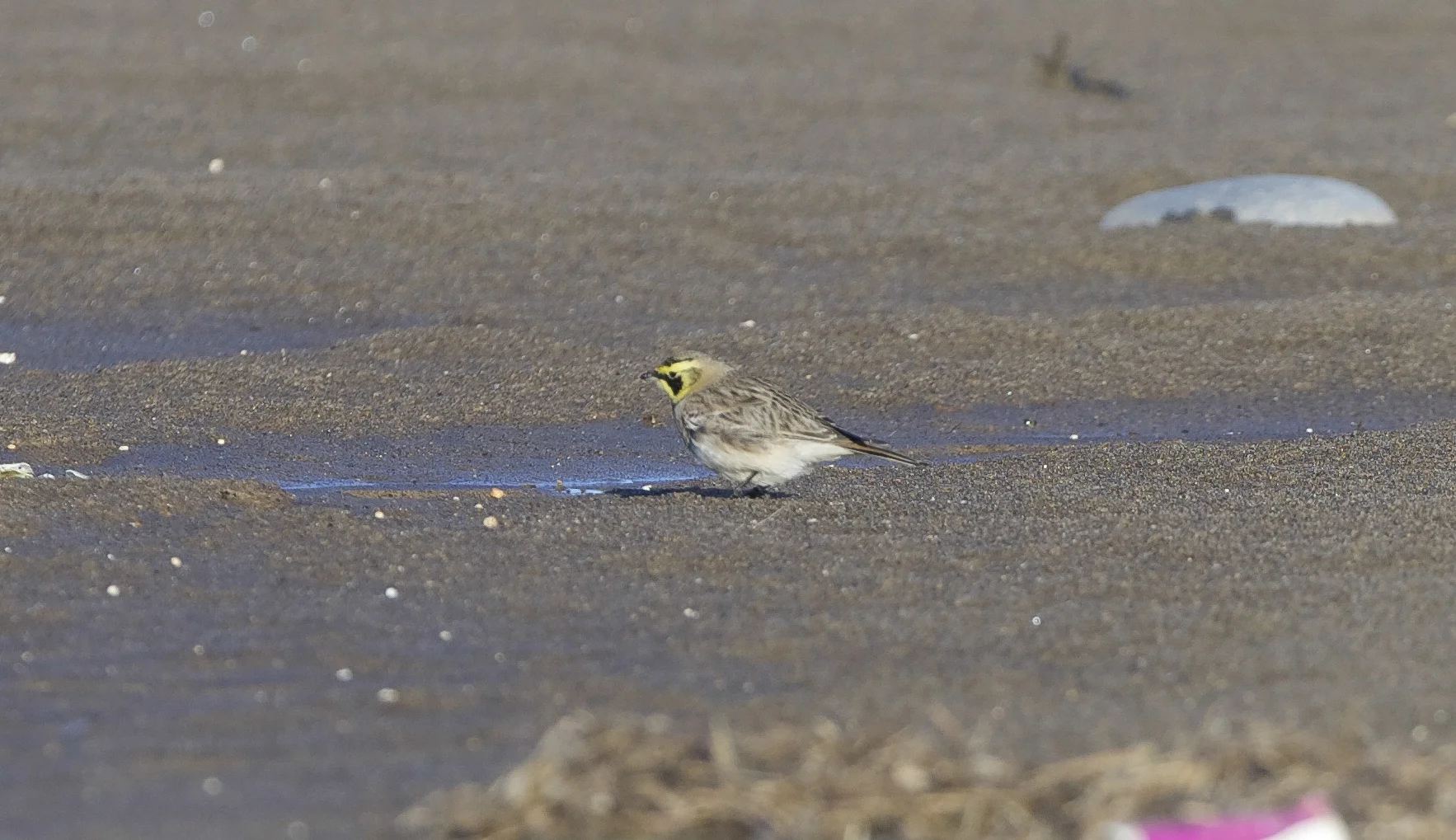 Shore Lark at Easington Lagoons