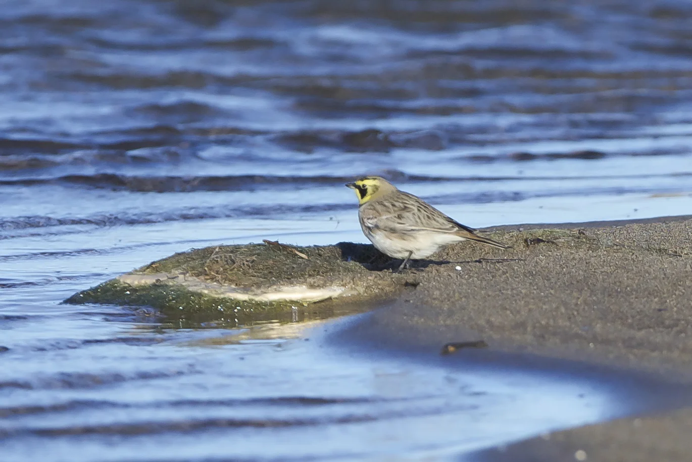 Shore Lark at Easington Lagoons