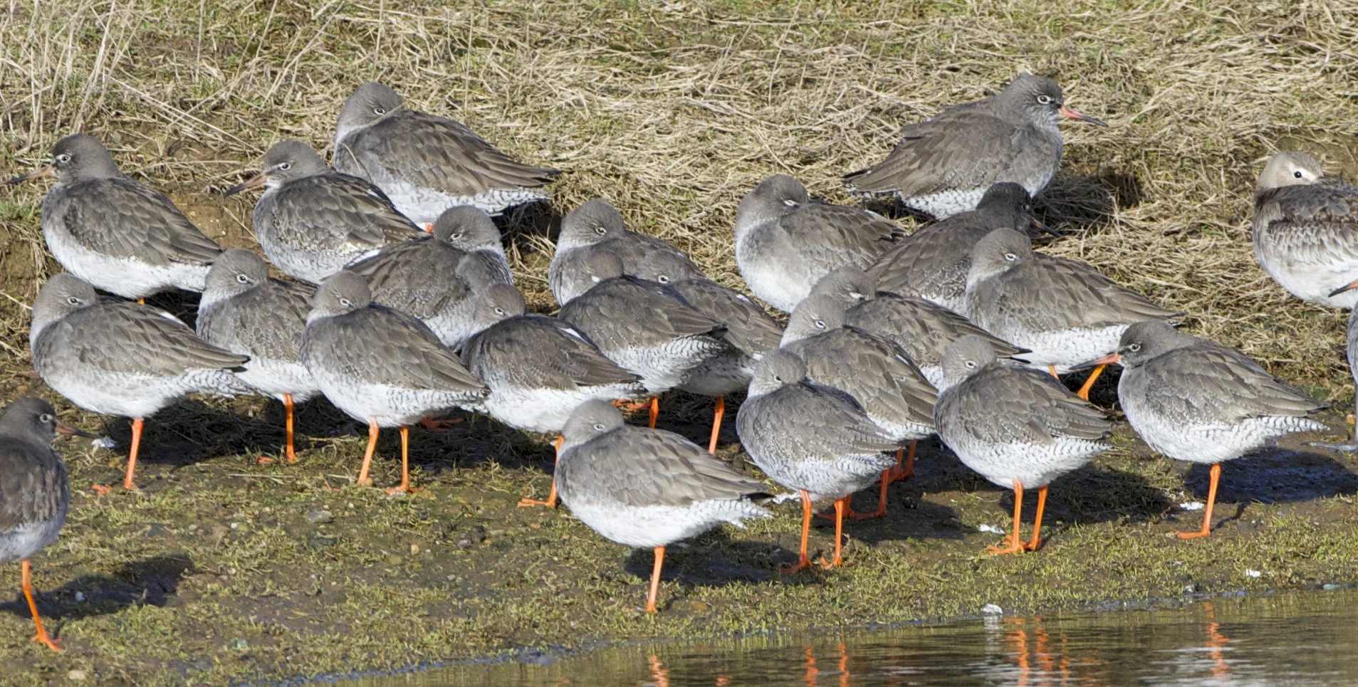 Redshank at Kilnsea Wetlands