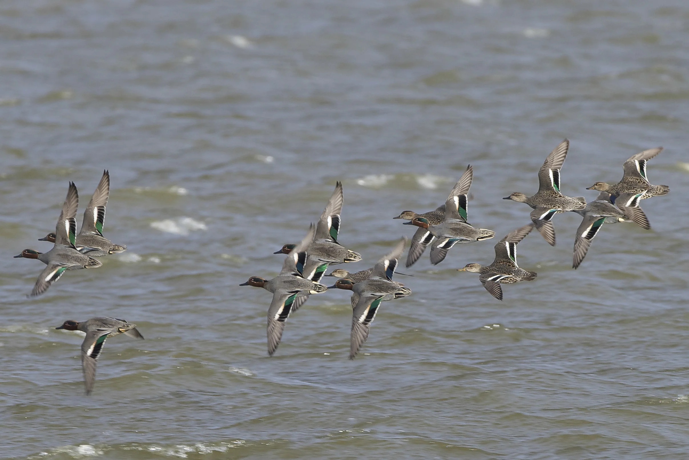 Teal at Beacon Ponds