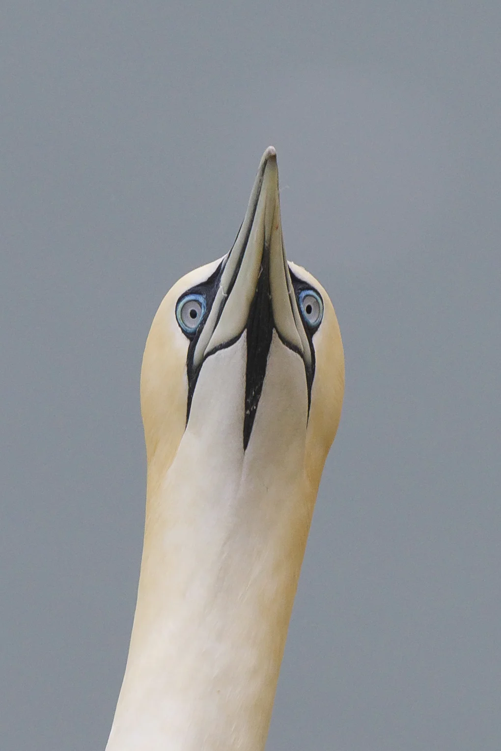 Bempton (2 of 1).jpg