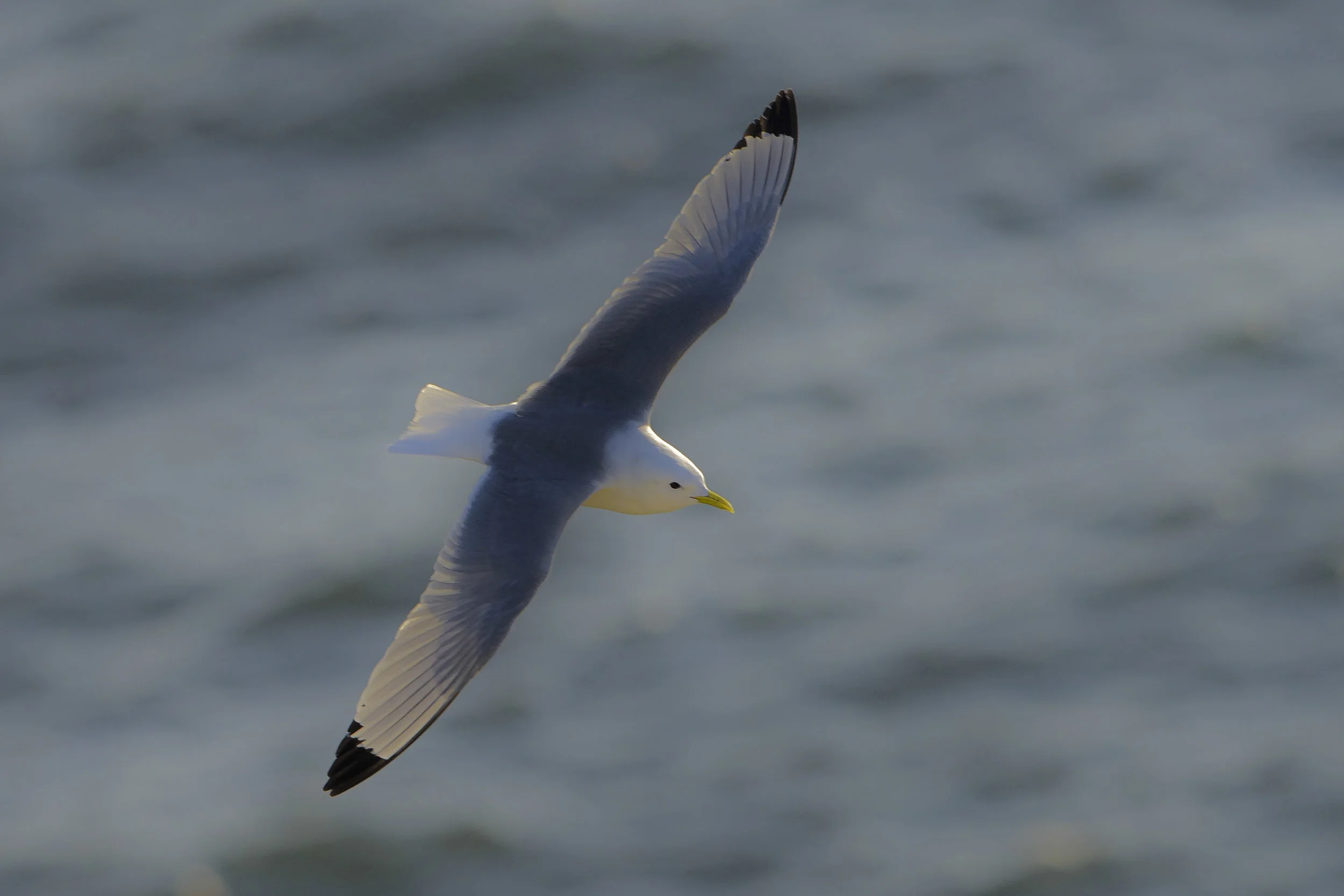 Bempton (5 of 1).jpg