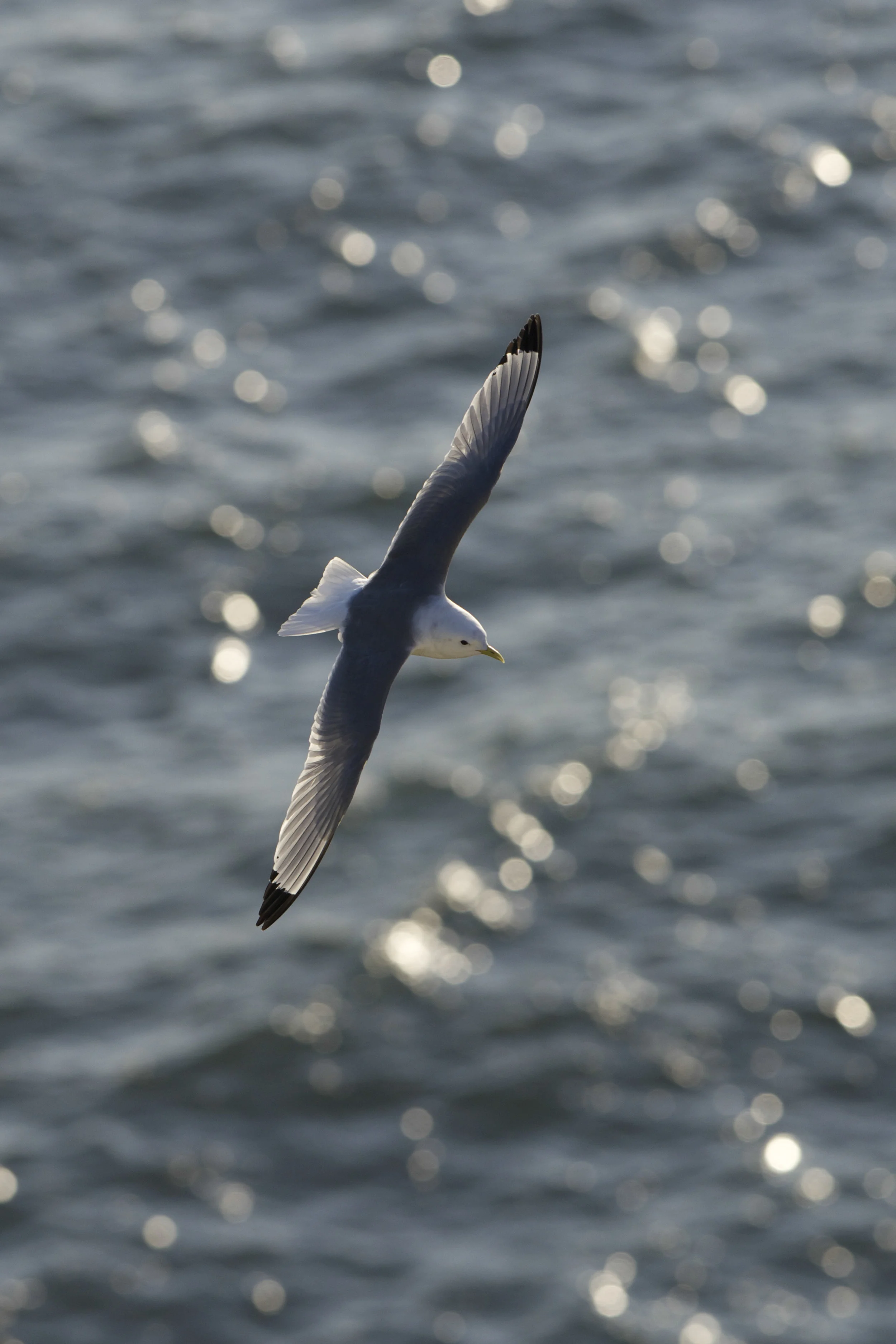 Bempton (6 of 1).jpg