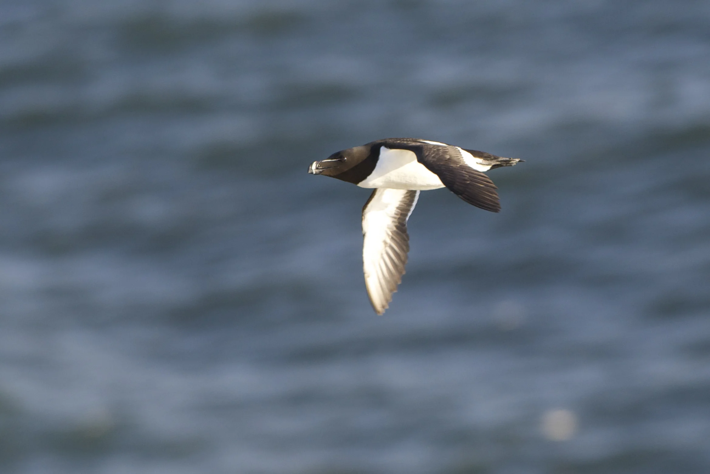 Bempton (7 of 1).jpg