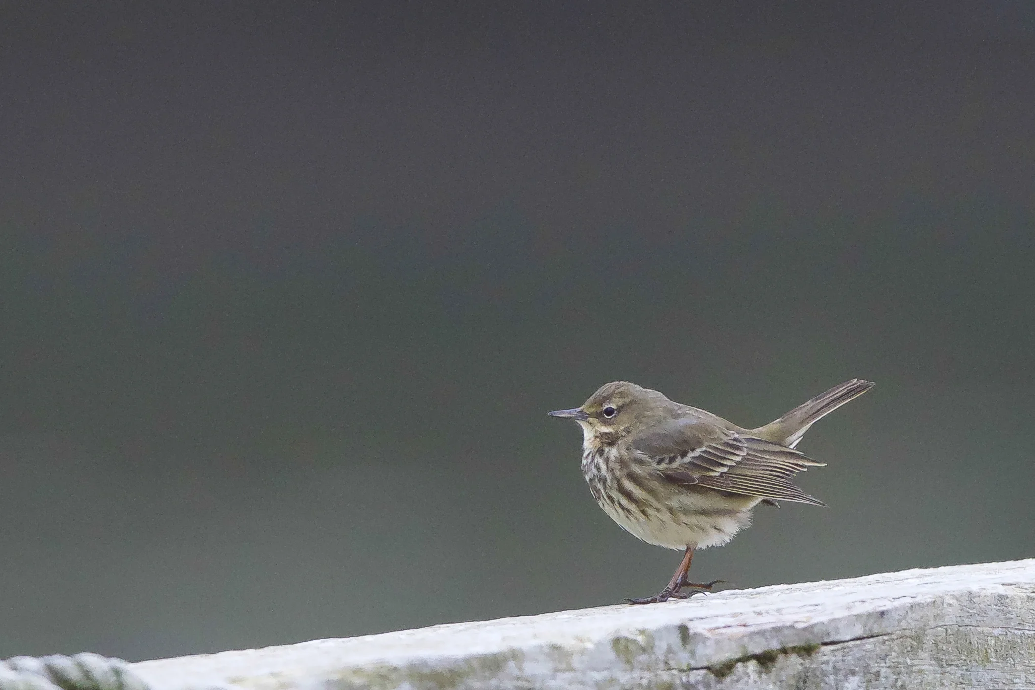 Rock Pipit-Scarborough Harbour