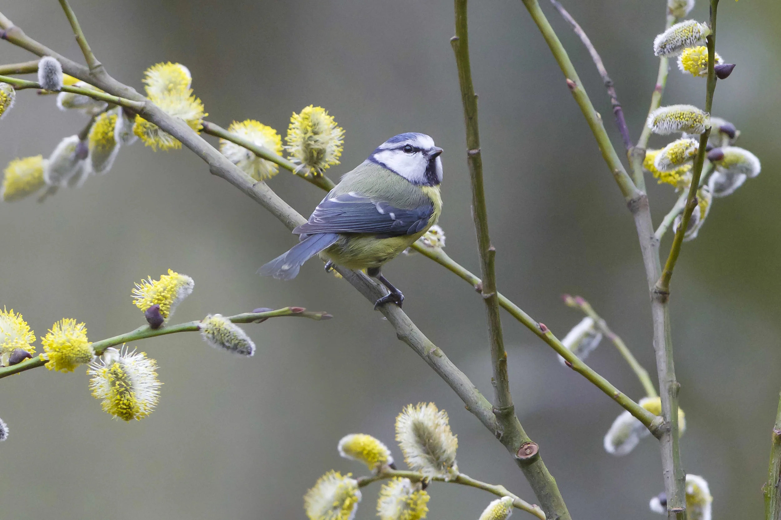 Blue Tit-Forge Valley