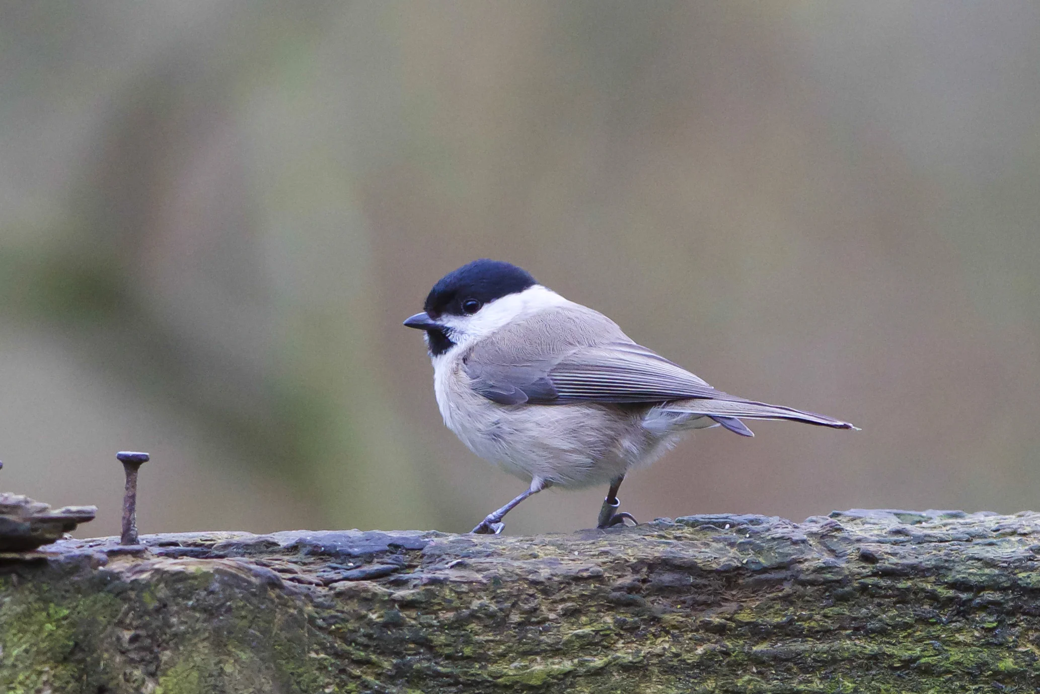 Marsh Tit-Forge Valley