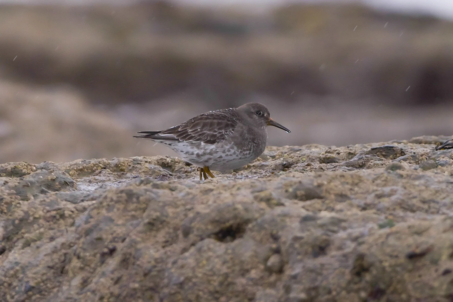 Purple Sandpiper-Filey Brigg