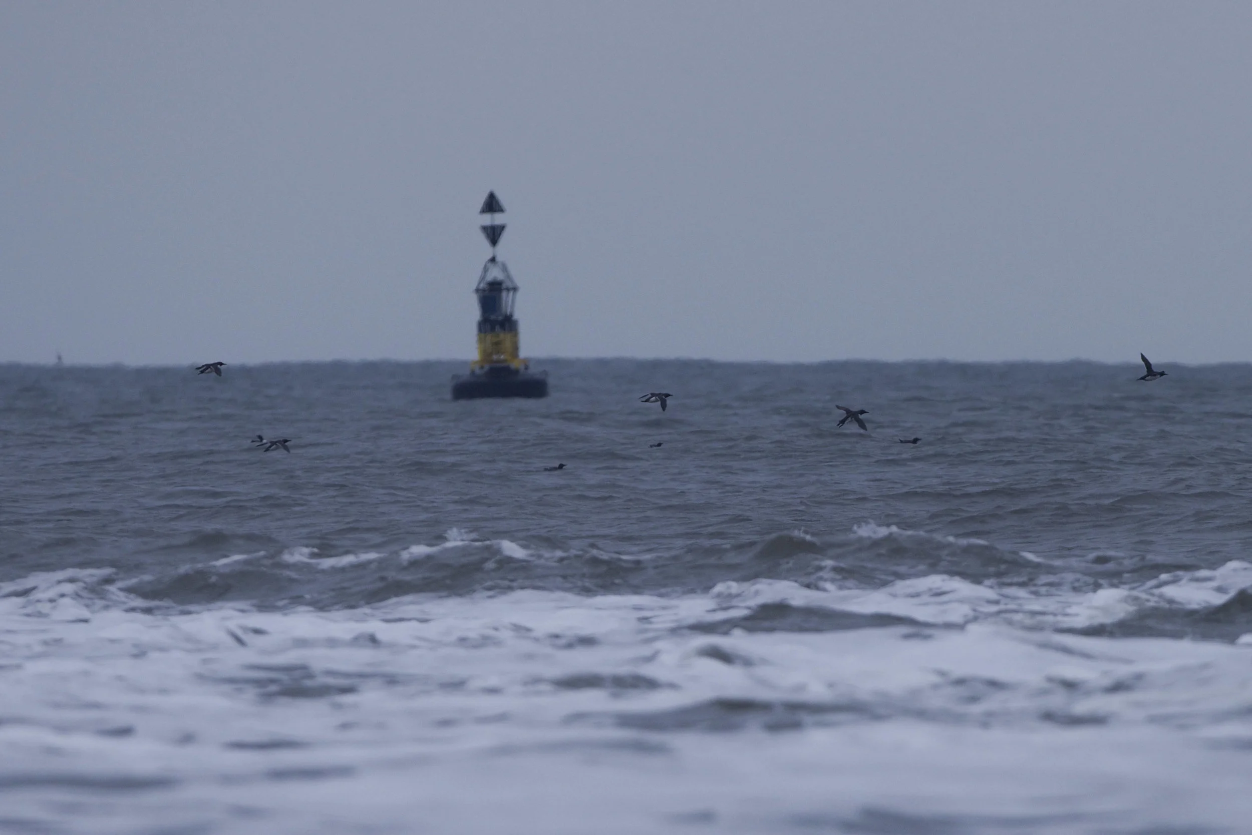 Shag-Filey Brigg