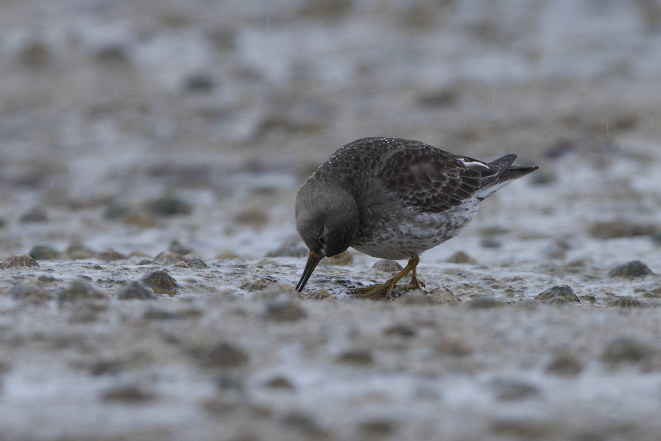 Purple Sandpiper-Filey Brigg