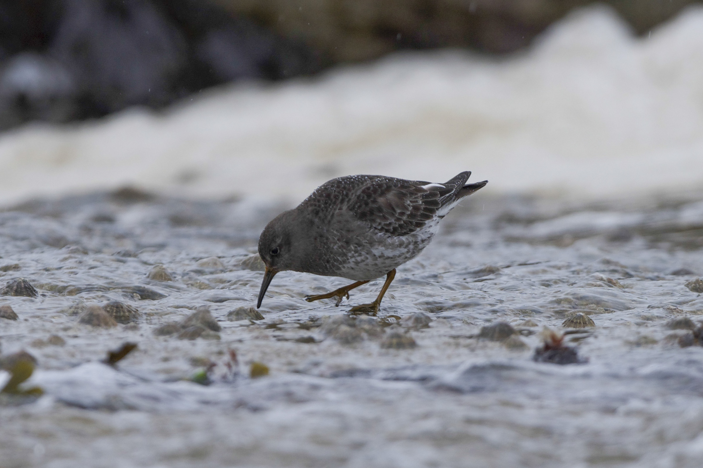 Purple Sandpiper-Filey Brigg