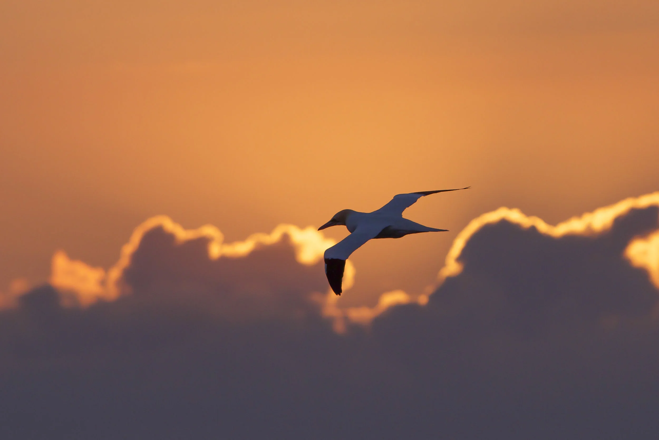 Gannet