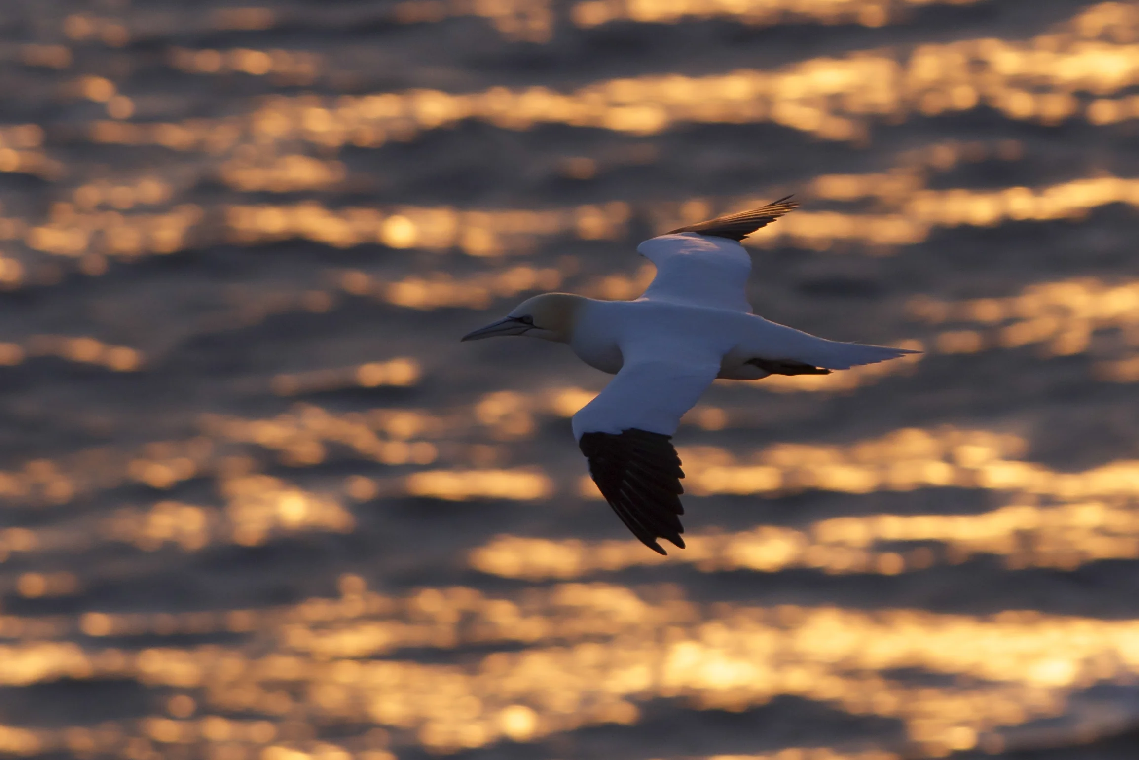 Gannet