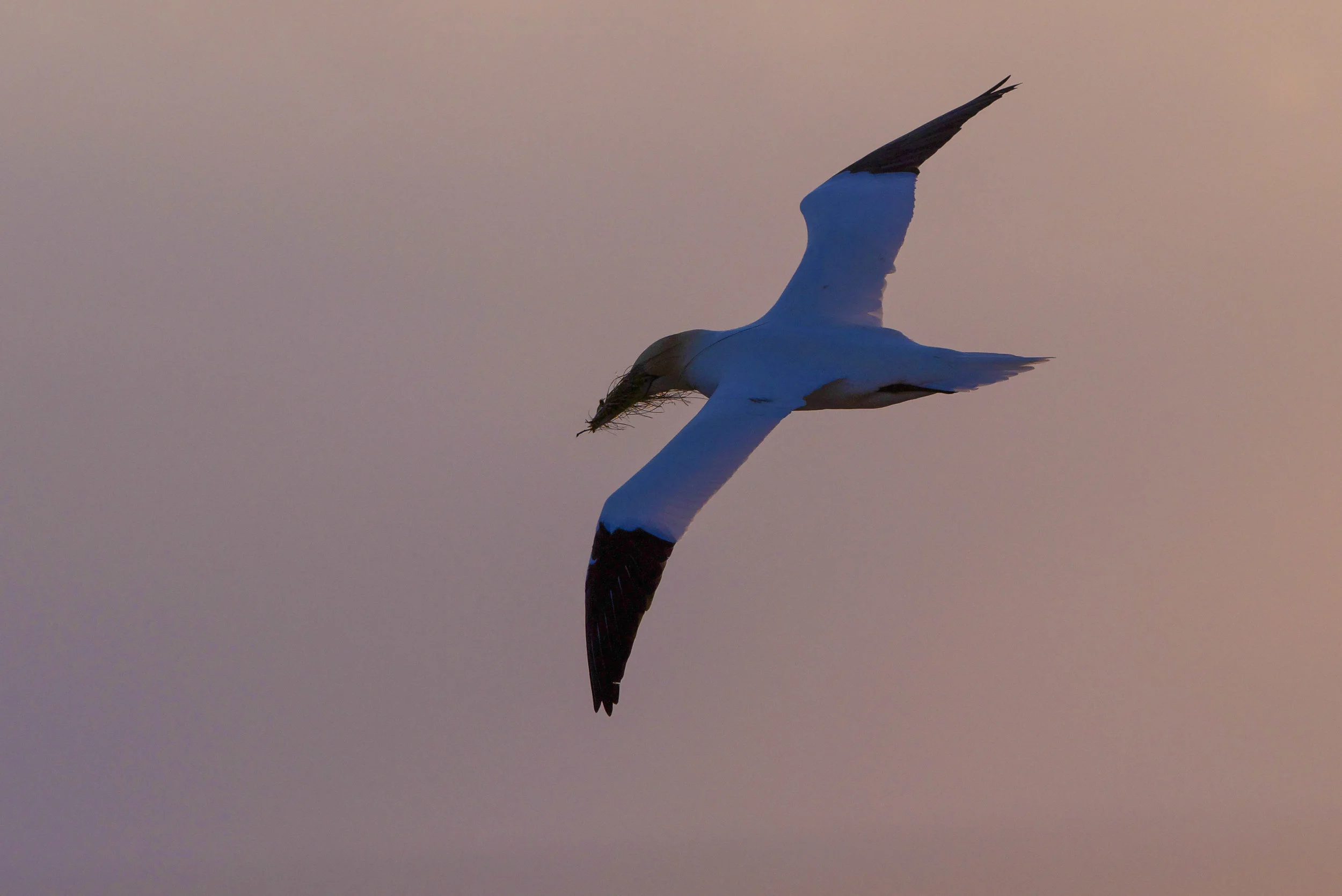 Gannet