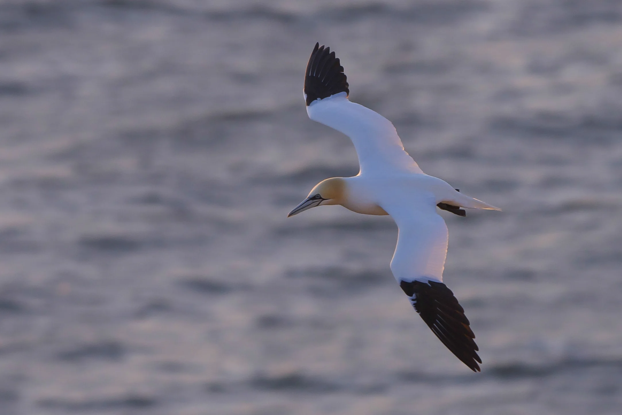 Gannet
