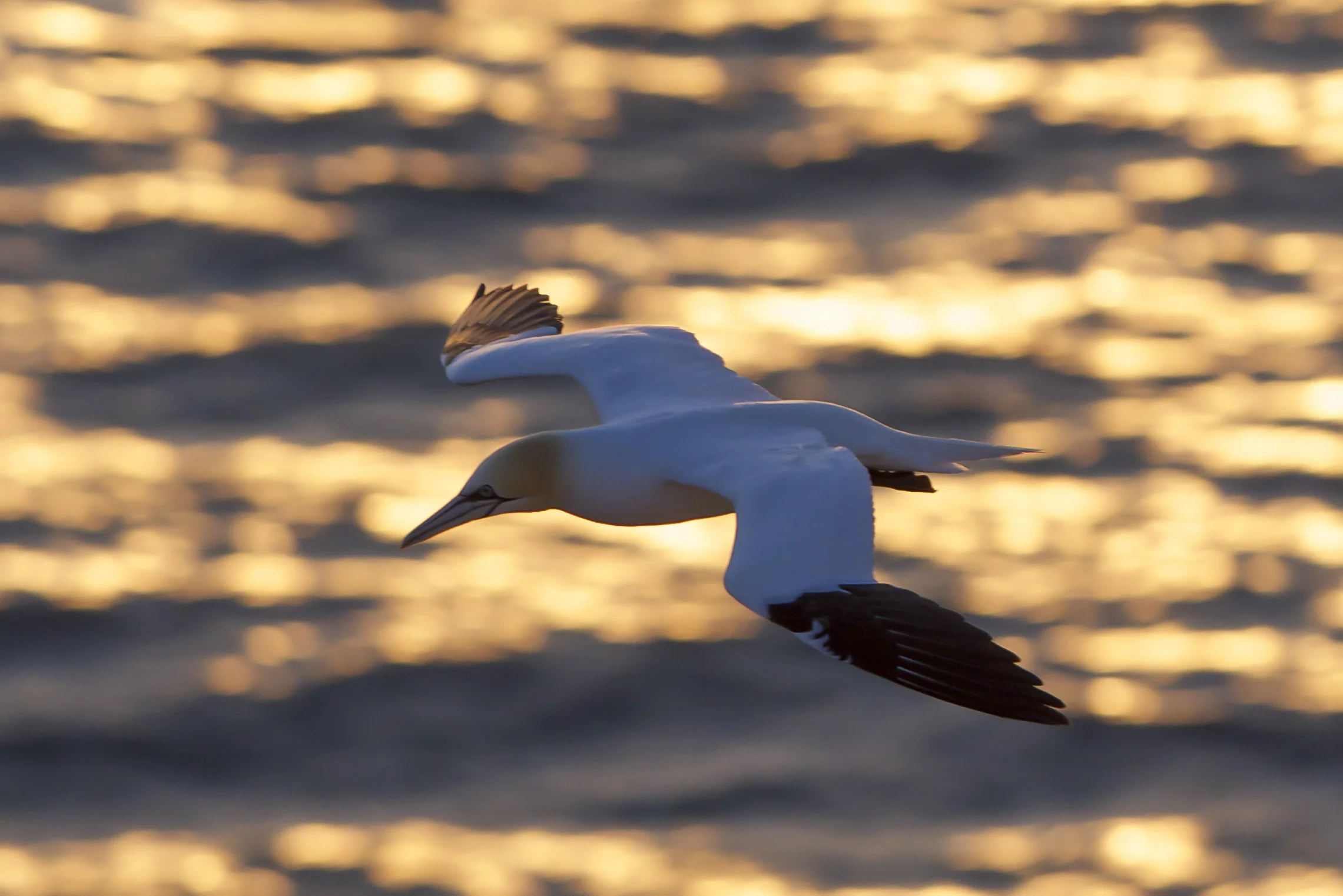 Gannet