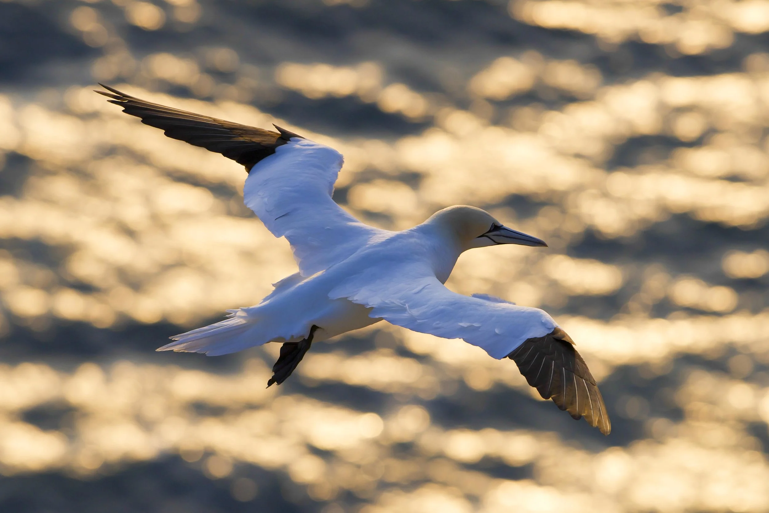 Gannet