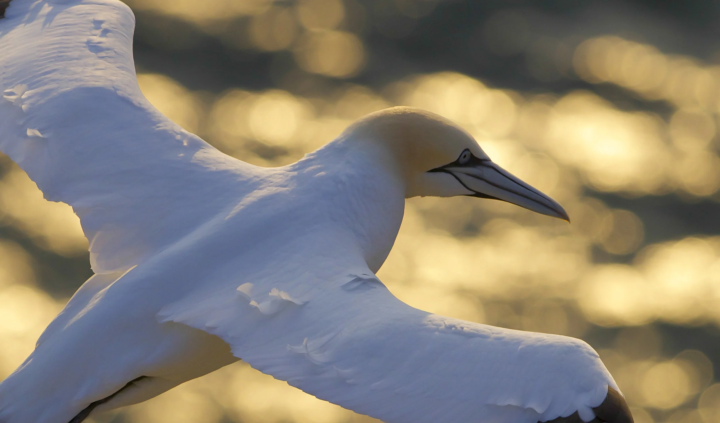 Gannet