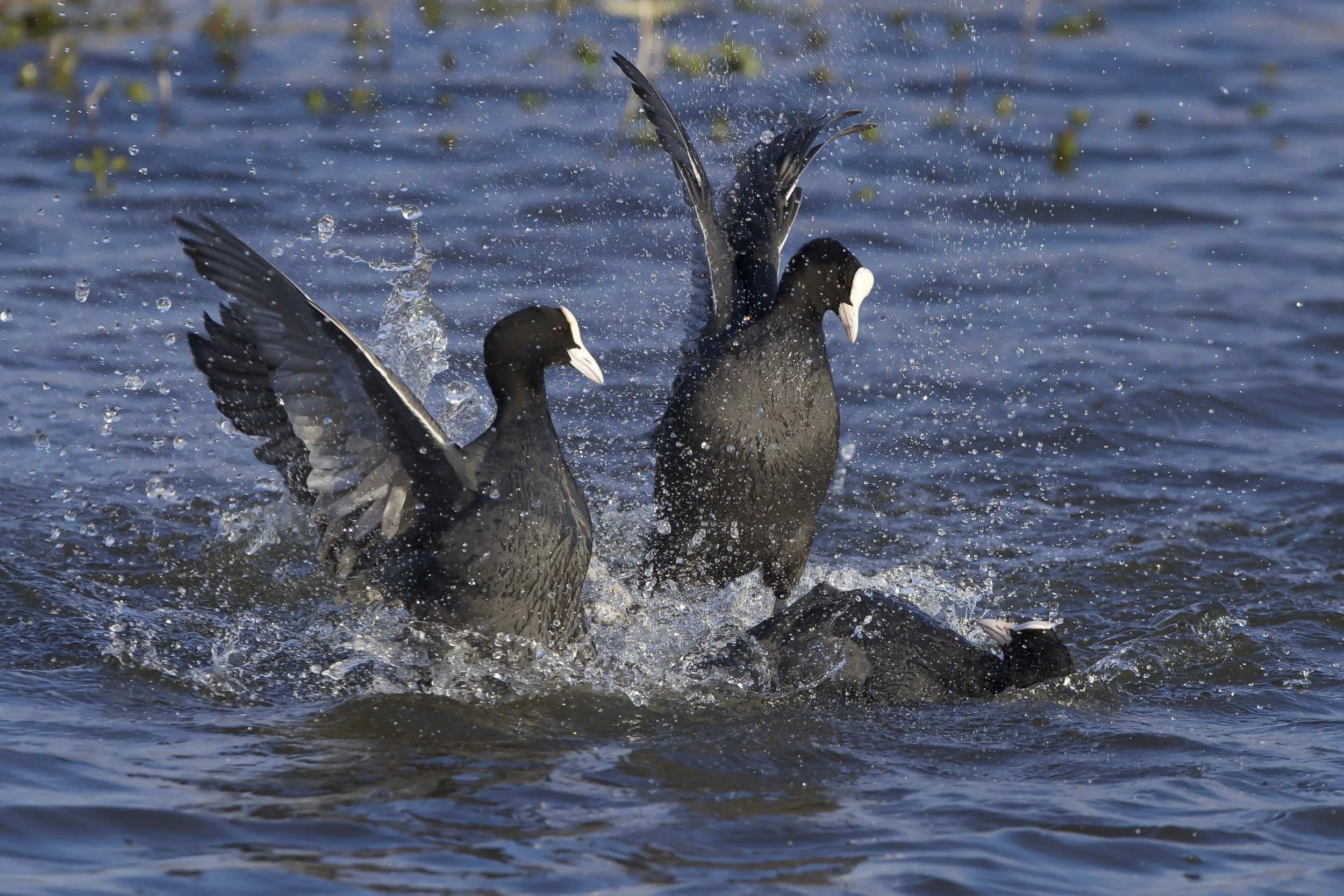 Coot at Filey Dams