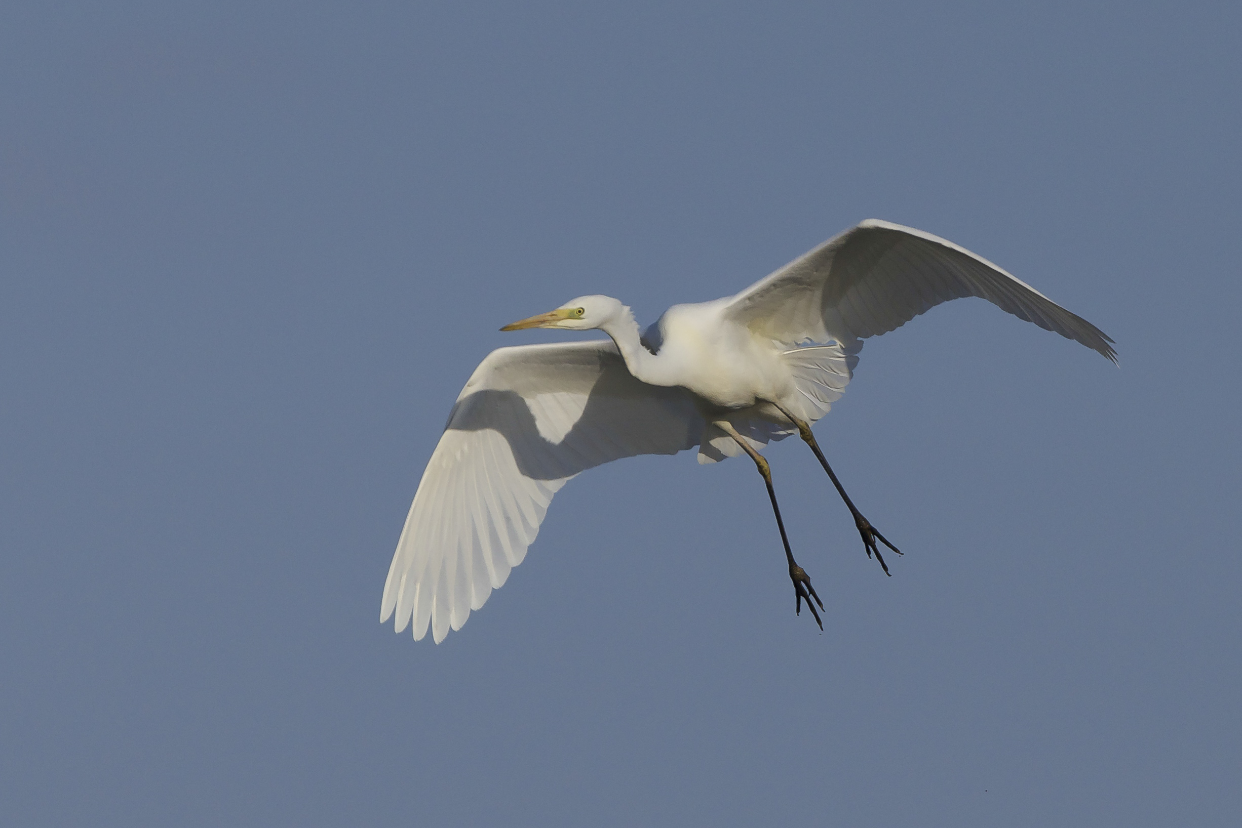 Great White Egret at Filey Dams