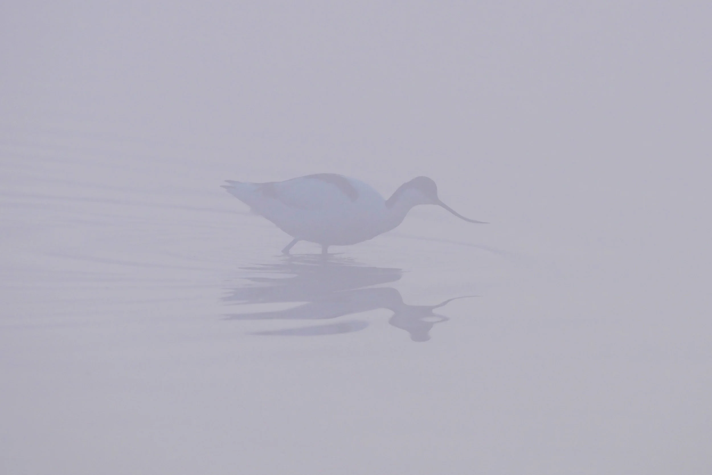 Avocet