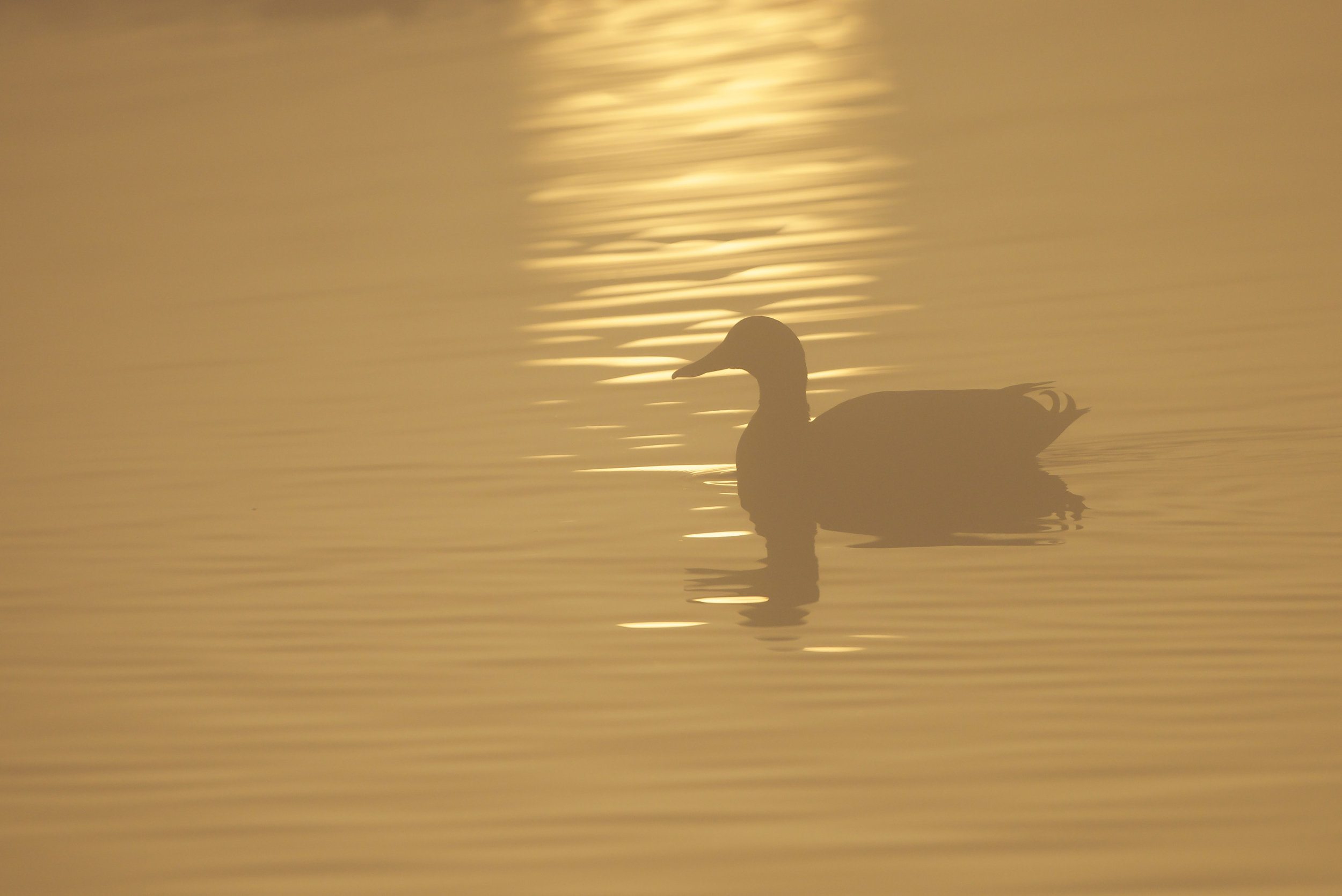 Mallard