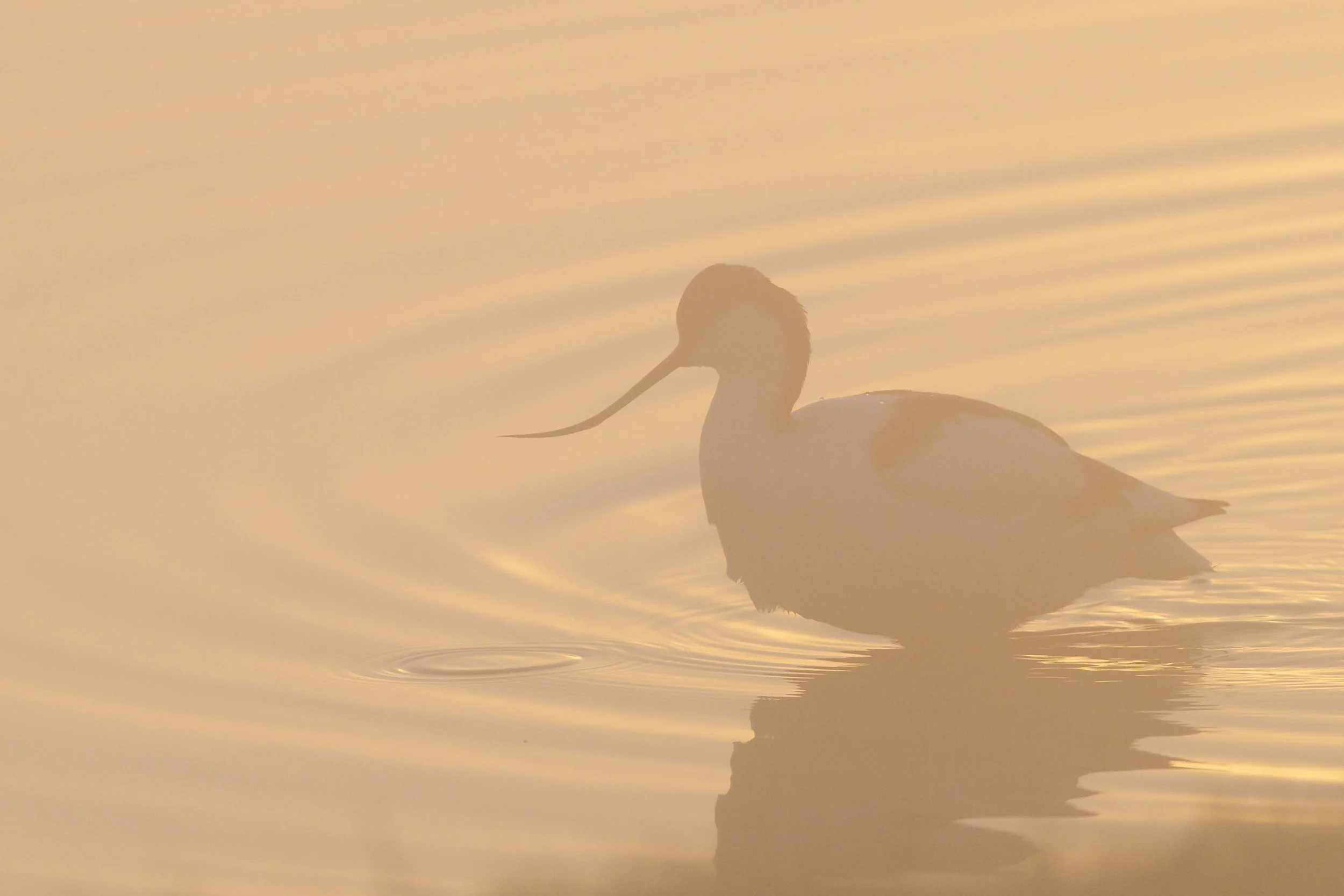 Avocet