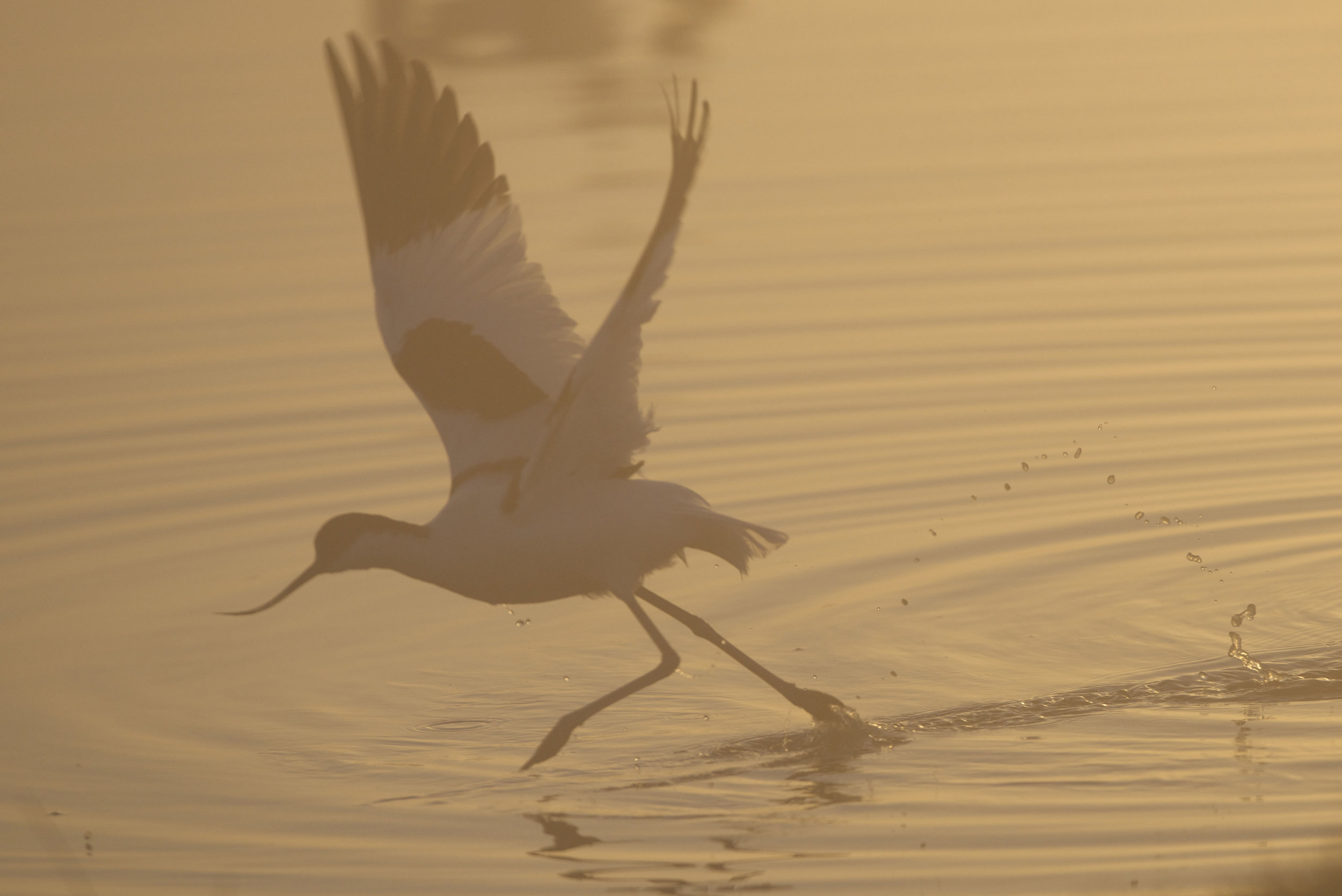 Avocet