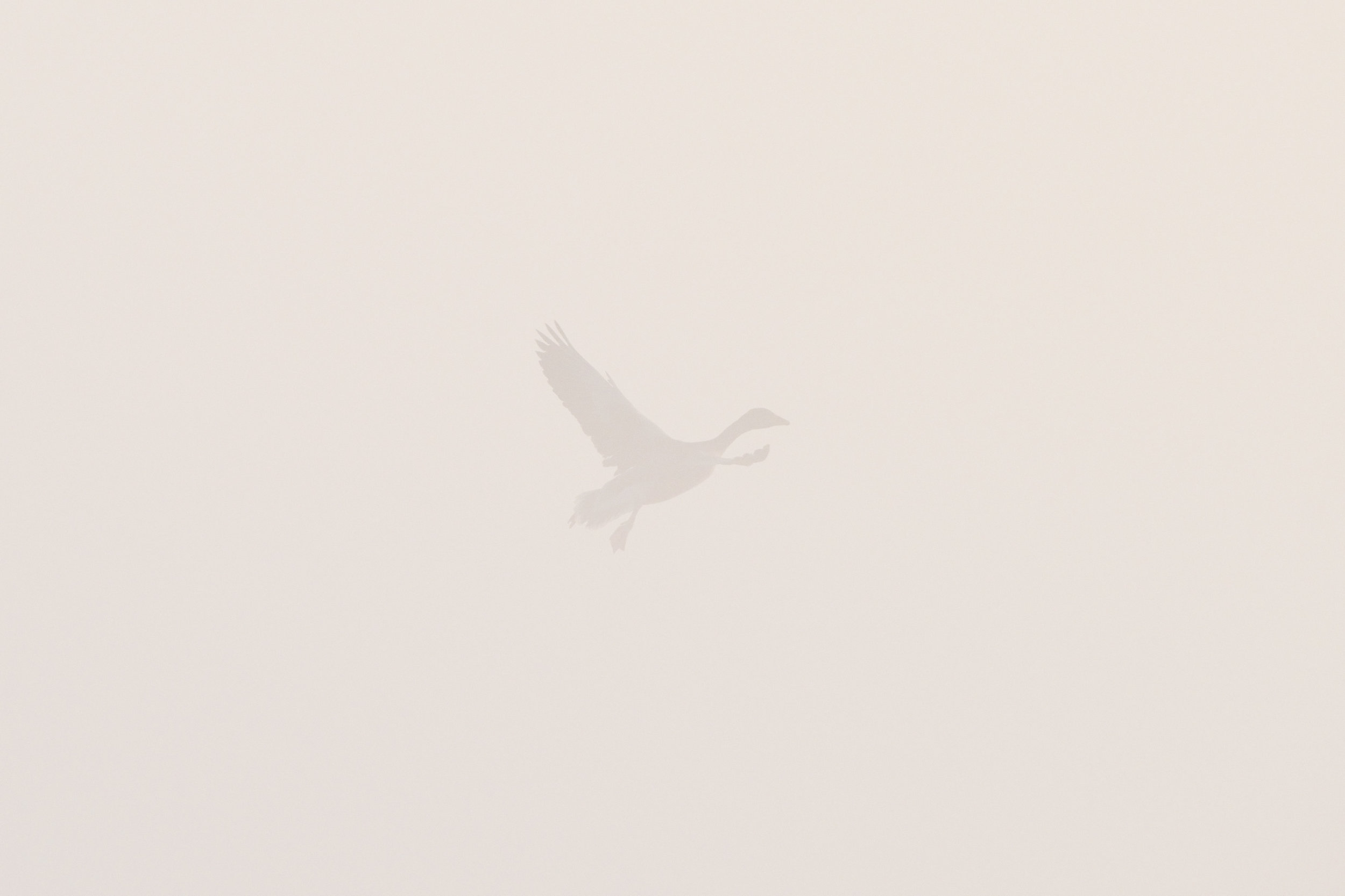 Greylag Goose